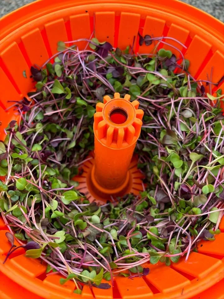 Radish microgreens, harvested, washed, and spun dry