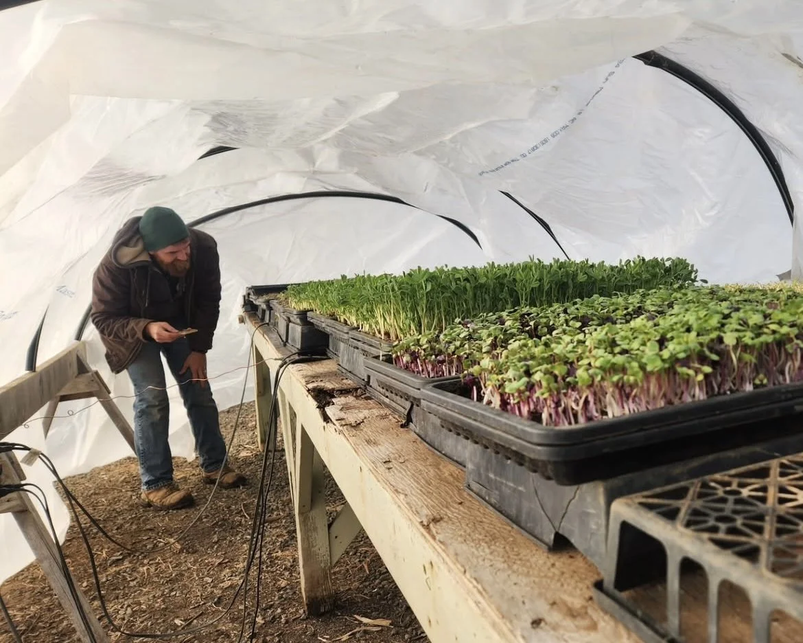 Microgreen Growing_01-07-25.jpg
