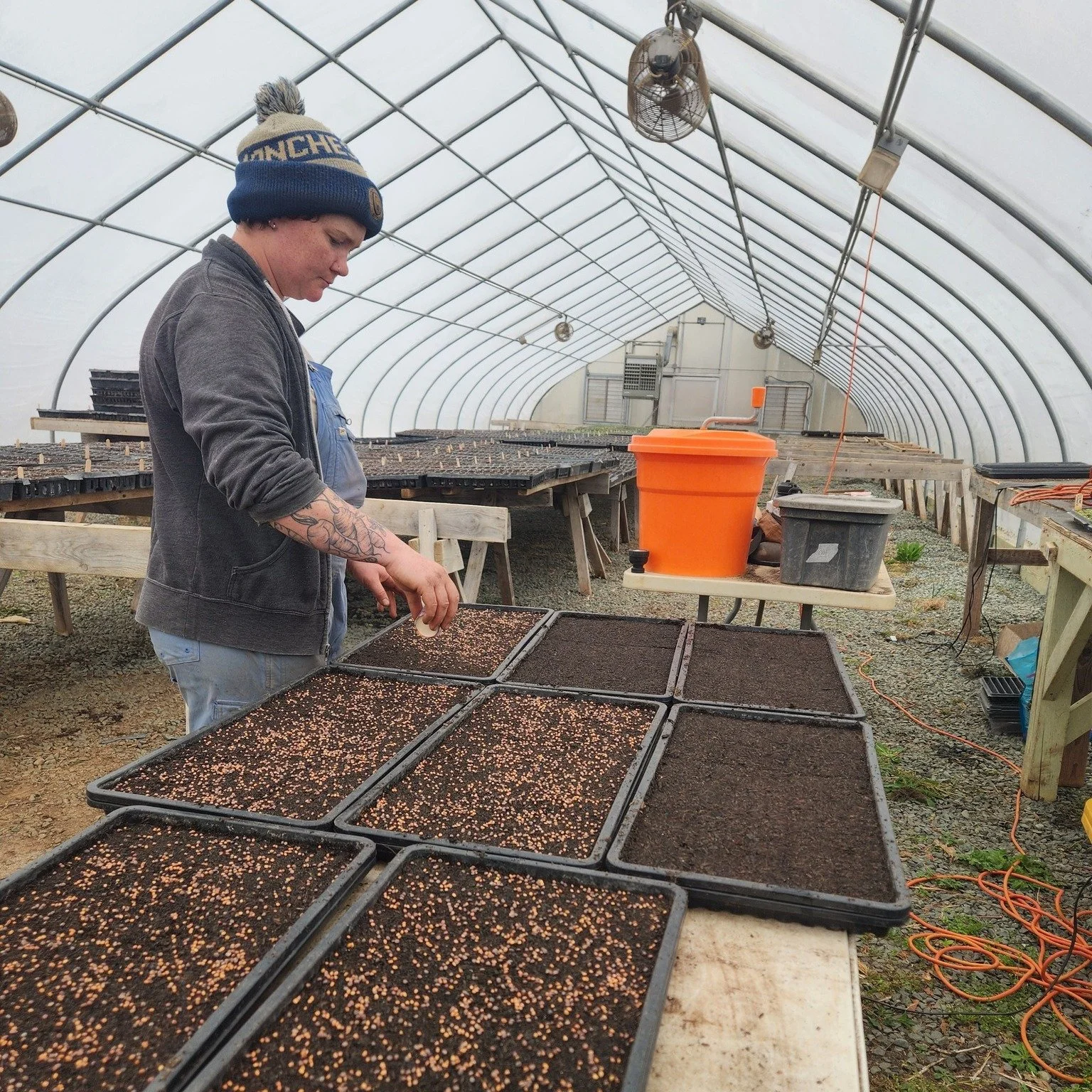 Four stages of the microgreens process:
1) Hali sprinkling a microgreens mix onto fresh trays
2) Sprouting peas and sunflower seeds
3) Peas and mixed micros a little further along in growth (with radish sprouts visible behind), about a week or two fr