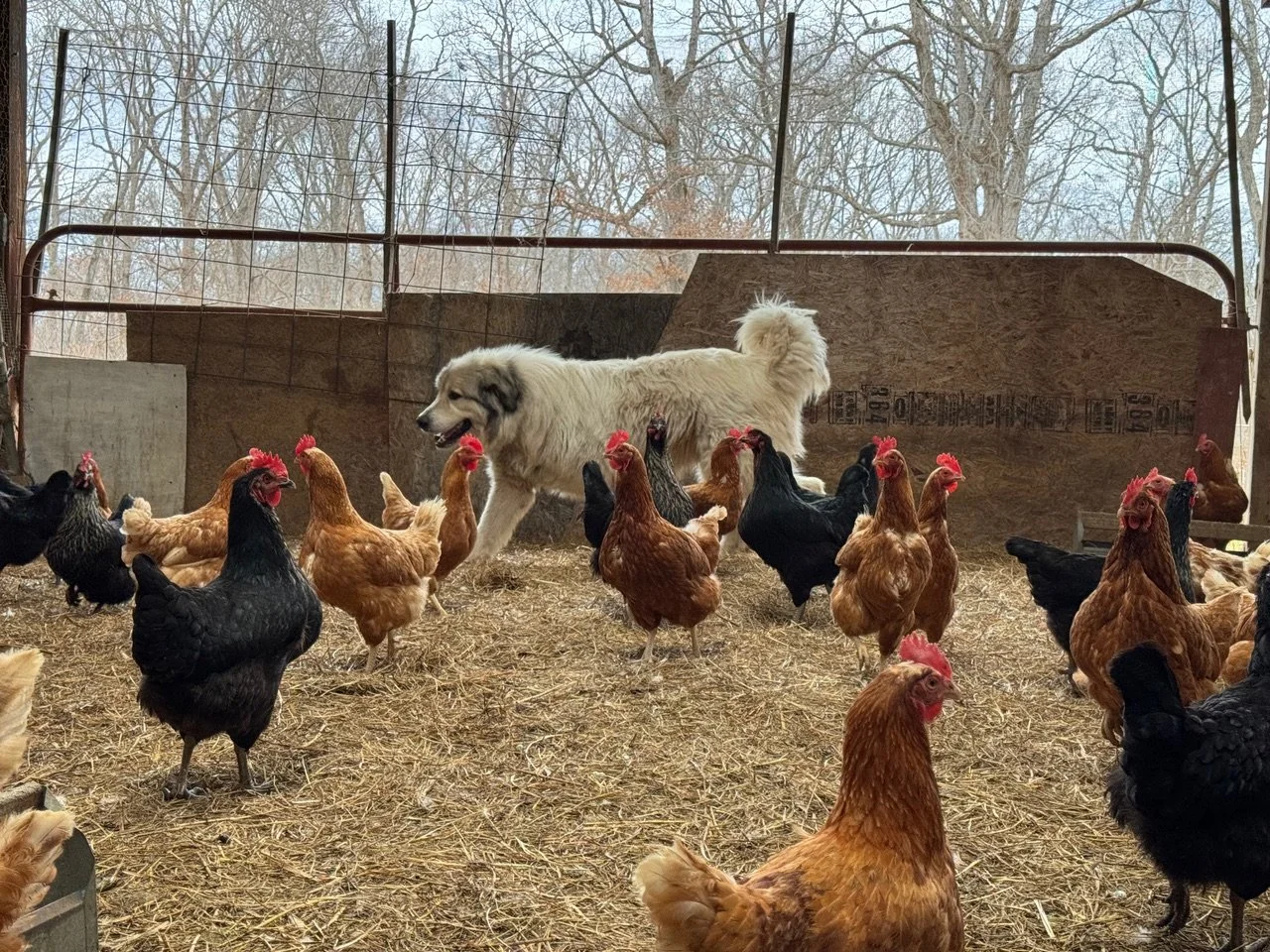 FARM ANIMAL DAY, April 4, 10am-2pm

It's almost time for our seasonal kick off event. See the Bellair livestock up close, including some of our littlest, cutest, baby animals. We'll have food on site, and the Barn Store and walking trails will be ope