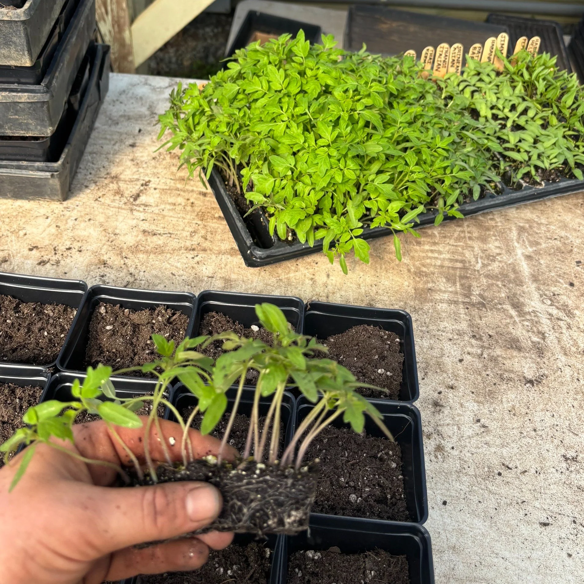 Hali potted up tomato seedlings for future plant sales last week! 

Officially, our plant sales will start April 18 during our Earth Day event, but we will start bringing plant starts to all locations as soon they are ready. 

We usually start with S
