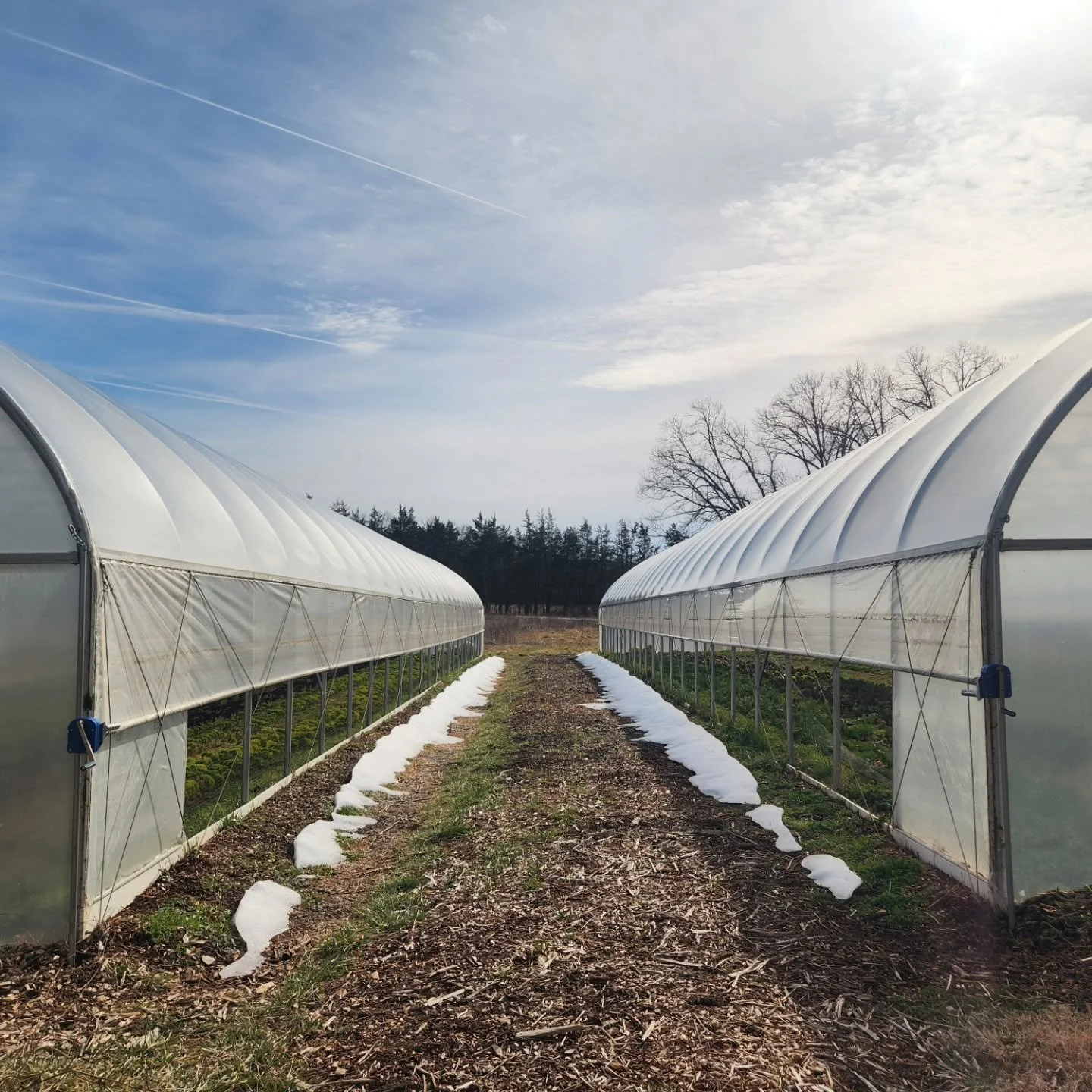We are finally thawing out down here!
First three photos are of the tunnel melt process.
It was just last week when Tracy Nat and Dale were braving frigid wind I. The face on the four wheeler and hauling in ALL the pig water due to frozen hose. The h