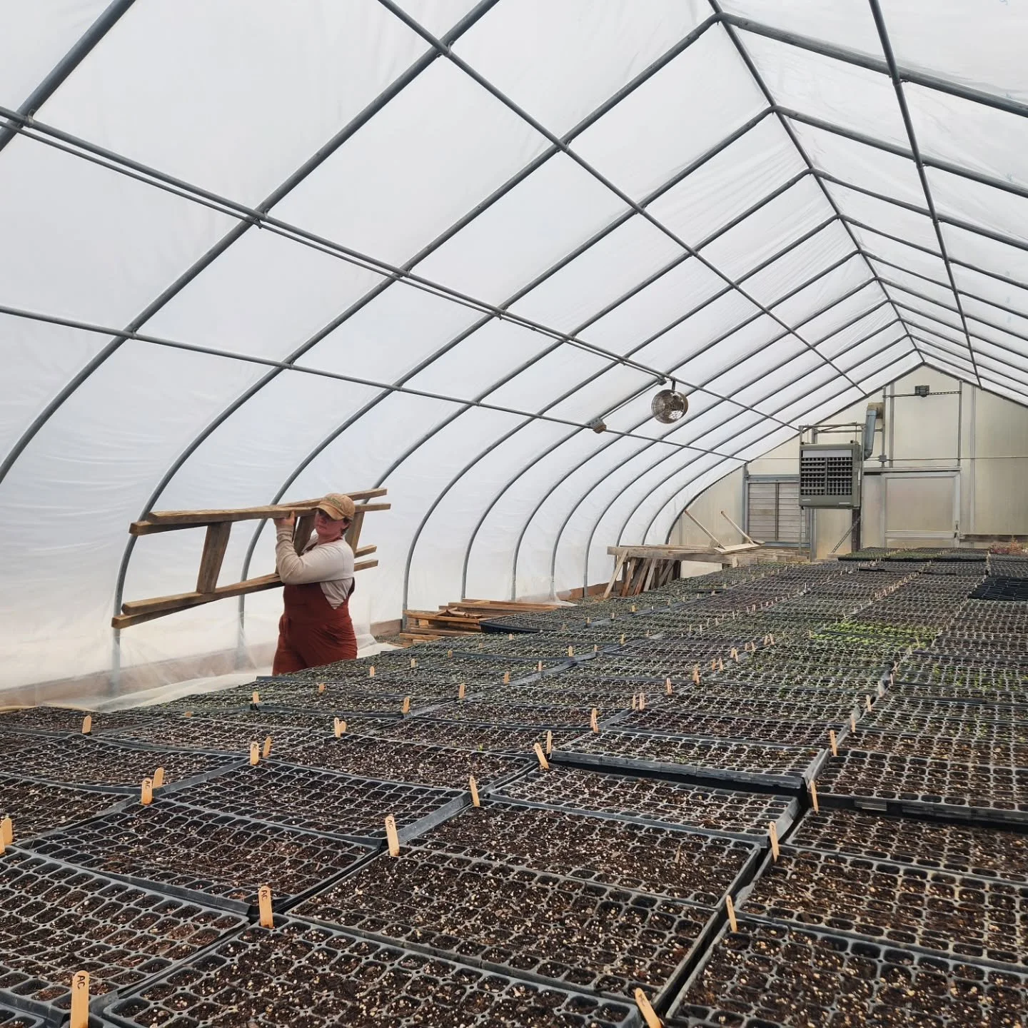 The farm crew has been busy at work both inside and outside the greenhouse today! 🪴
Hali carries ladders for more of her plant trays. She has been seeding onions with volunteer guests and potting up herbs today. 🌿
Outside, Nick and Clayton have bee