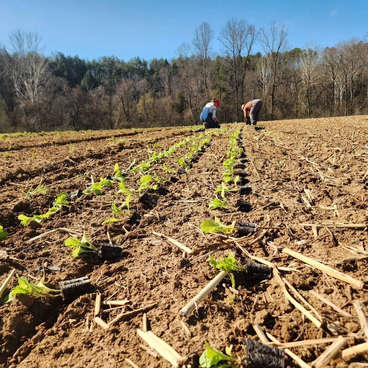 So it begins! We have a LOT of bed feet to plant before the season is upon us! 

Our seasonal field crew will be delayed this season due to factors outside of our control, so its fixing to be a wild ride between now and their arrival! Calling all exp