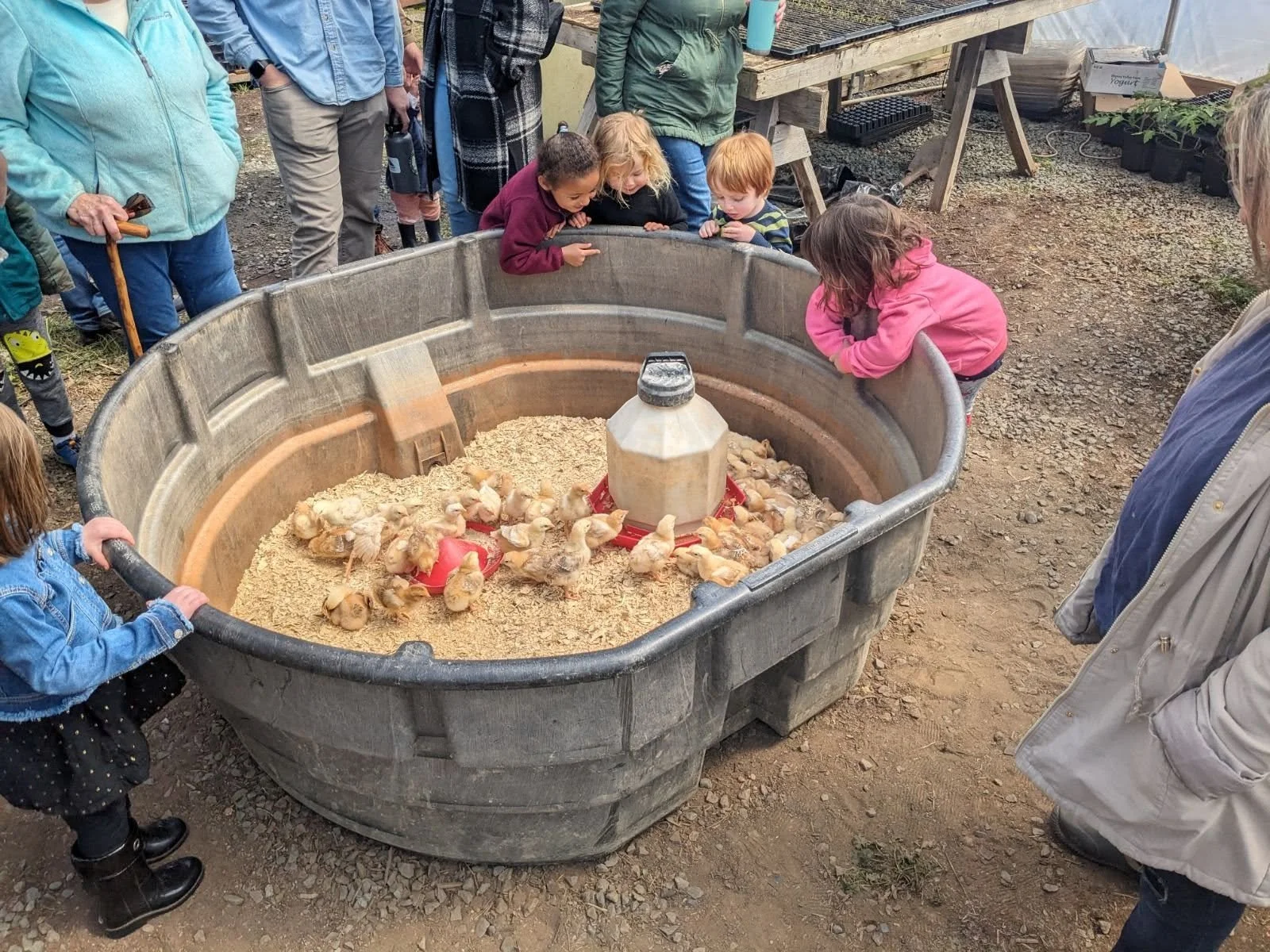 TOMORROW 🐮🐥 Farm Animal Day is finally here! 

Spend a beautiful day outside, browse the plant starts and visit the Barn Store! If you have family visiting from out of town for the spring holidays, bring them out to the farm tomorrow from 9am-2pm. 
