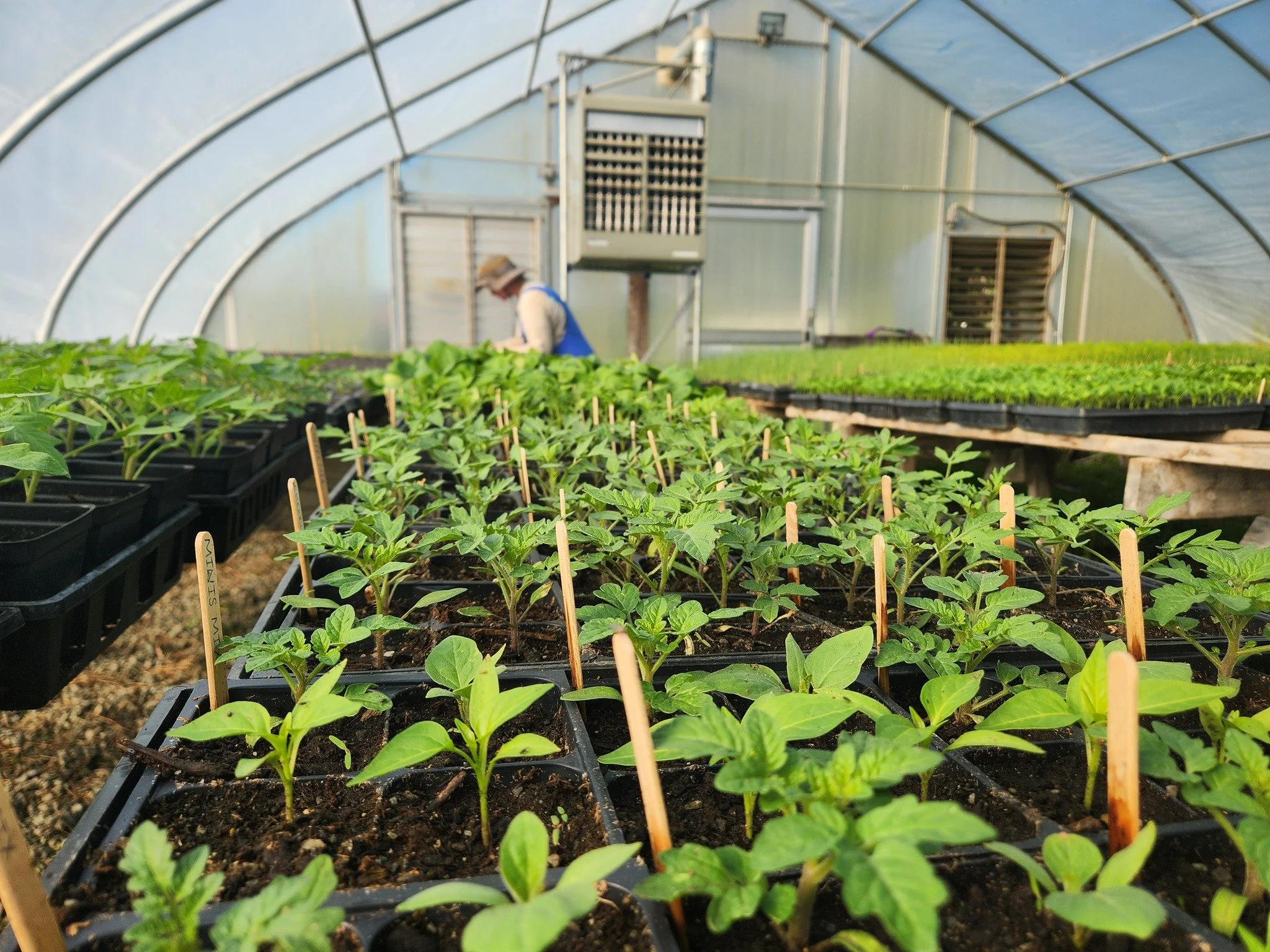 Plants, plants and more PLANTS 🌱

Herb, vegetable and flower starts are filling the greenhouse

Starting or expanding your home garden this season? We've got you covered.
Flowers, herbs, and vegetables all lovingly started here on the farm and ready