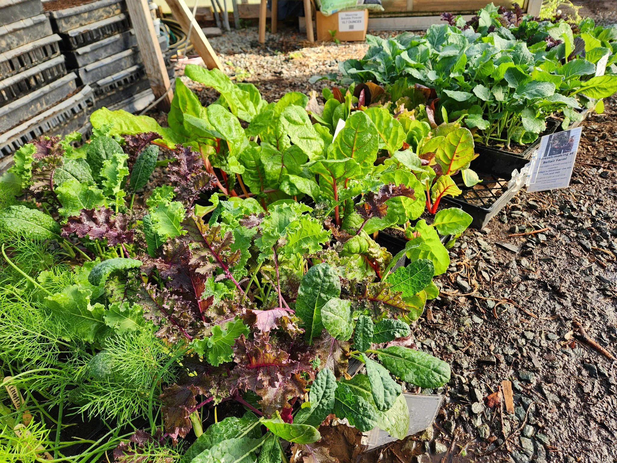 Happy Saturday! Nothing better than getting out into the garden after a long winter 🌞

We're out here bright and early today at IX Market and the Barn Store with plant starts for you to bring home to your garden. New varieties every week straight fr