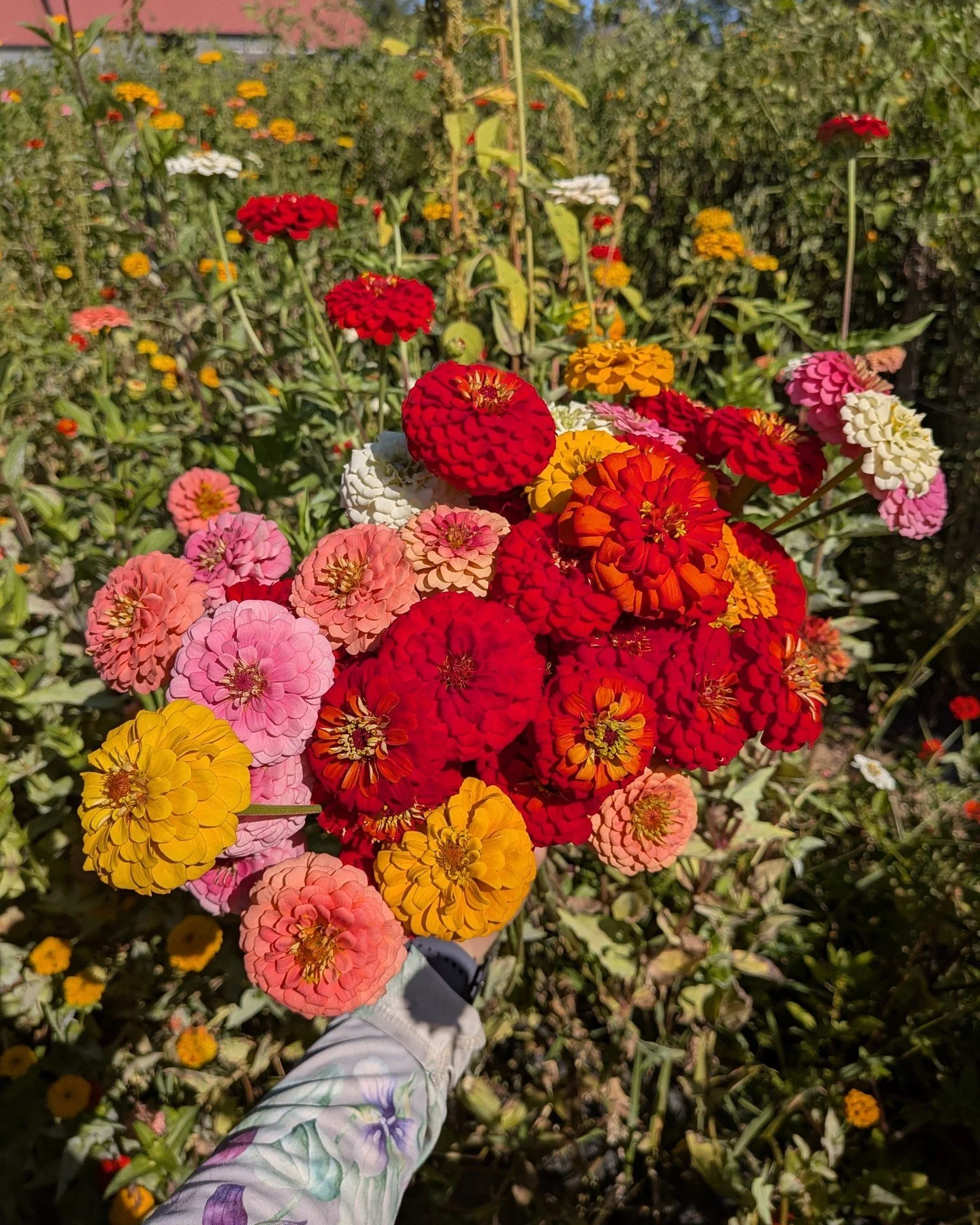 You know what might make you really happy all summer long? FLOWERS!

Our very own Molly, who you might know from her work organizing awesome events like Farm Animal Day, or from delivering your orders to you, or from her highly accurate weather repor