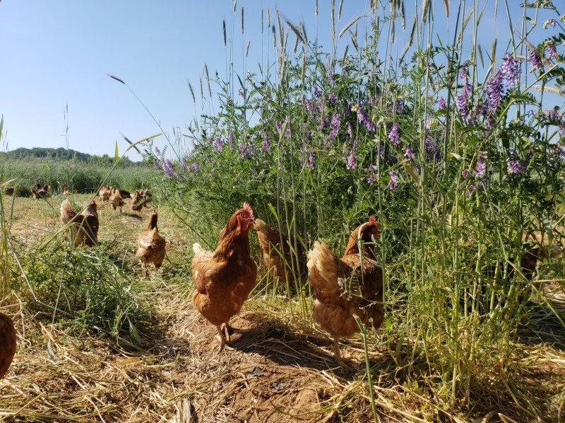 We have just a few spots available in our Carnivore Share right now!

This is a monthly share full of pastured meats from Bellair, and a limited amount of products from partner farms we stand behind. 

Carnivore members get 10% off on all of our reta