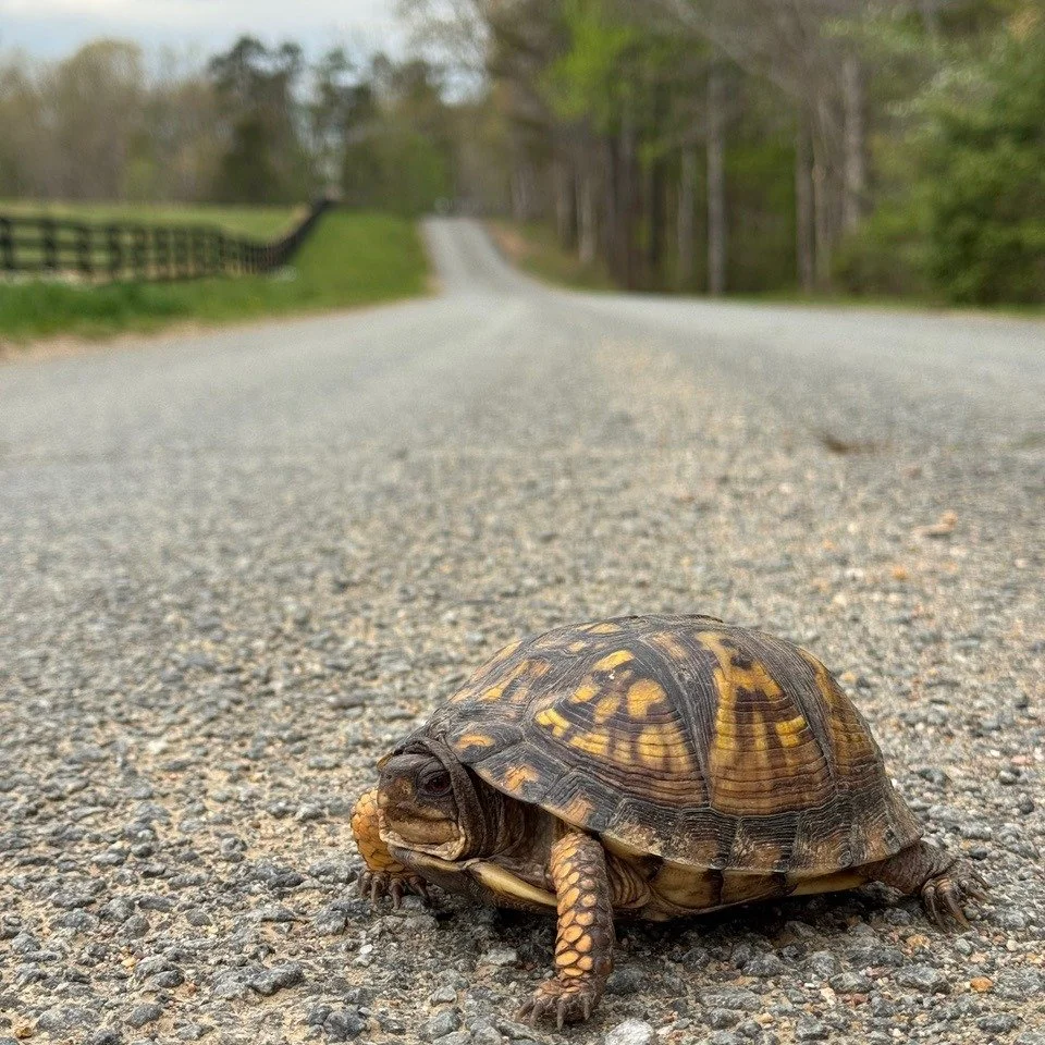 Looking for a volunteer opportunity for Earth Day? Come join our Secretary's Road Clean-Up crew 🐢this Saturday 9AM-10:30AM. 

*Meet the entrance  to Bellair Farm. Carpooling recommended!