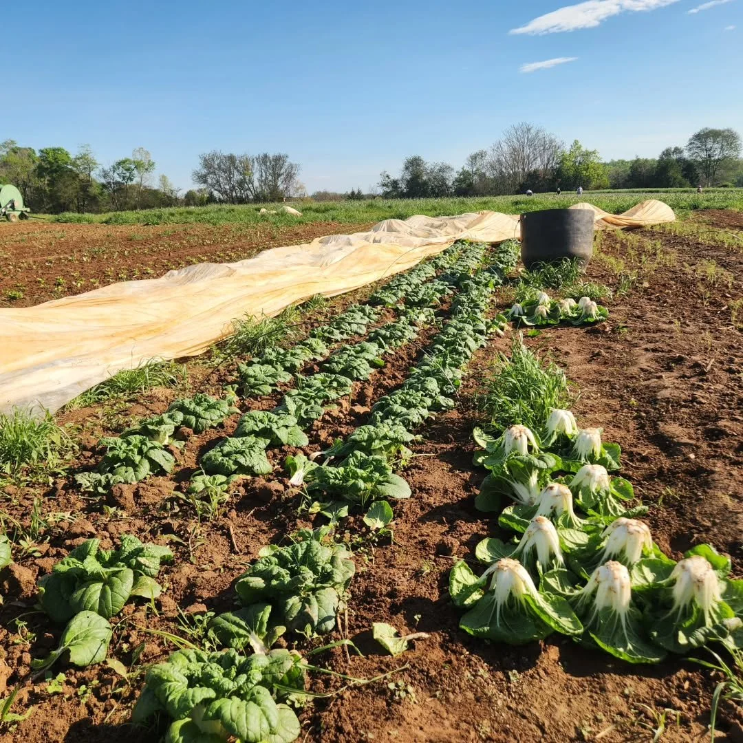 Harvests have begun! Not going to lie, this spring has been a real doozy. Drought, crazy hot days and then frosty nights, and a worker delay to top it all off. 

It really was looking bleak there for a while but our first field harvest, a chance of p
