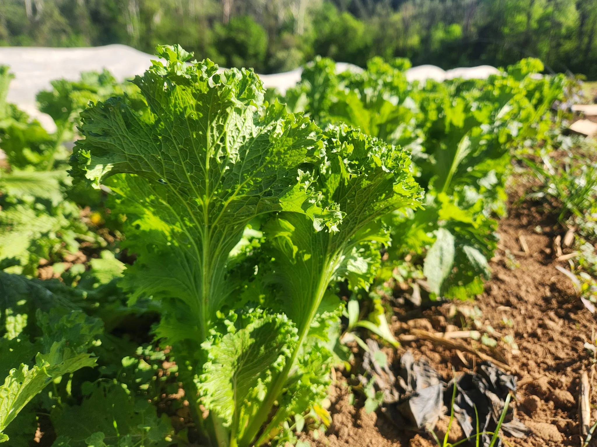 Field Greens are starting to come in! Come get the first of them at IX market and the barn store today, as well as the barn store and SOTJ on Sunday. Reminder, we also do home deliveries on Wednesdays and Fridays.

Saturday @ IX 8am-12pm and Barn Sto