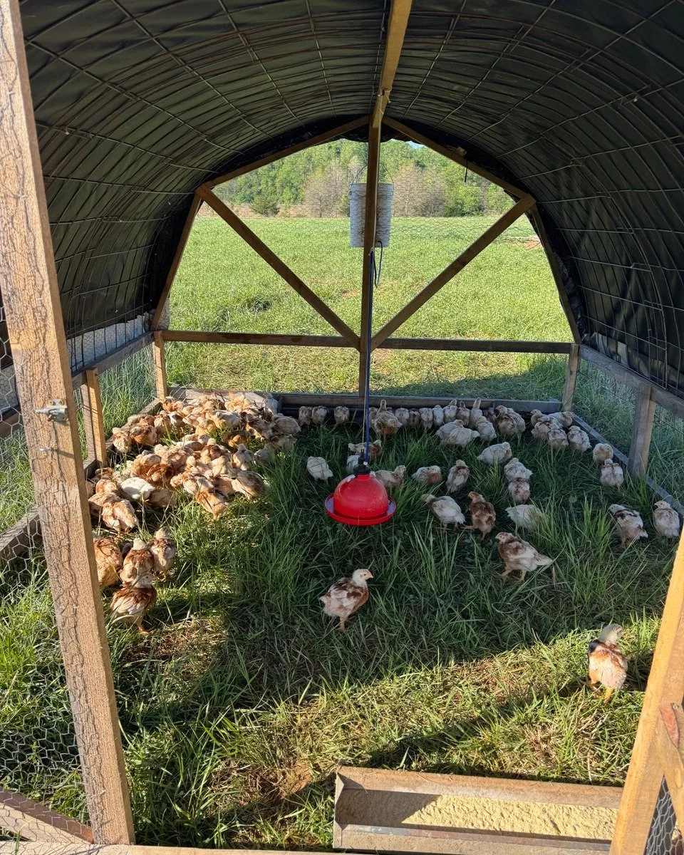 Our broiler chickens got at upgrade this year! Here they are this week out on the spring pasture, enjoying their spacious new coops (our crew loves these taller versions as well!) 

Did you know we raise about 2500 &ldquo;Freedom Ranger&rdquo; broile