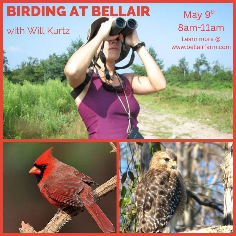 What a coincidence!! Global Big Day aka World Migratory Bird Day is next Saturday and you have a chance to spot these migratory birds at Bellair Farm with Will Kurtz.

Come join us on May 9th from 8am-11am for a birding tour of the farm. Bellair has 