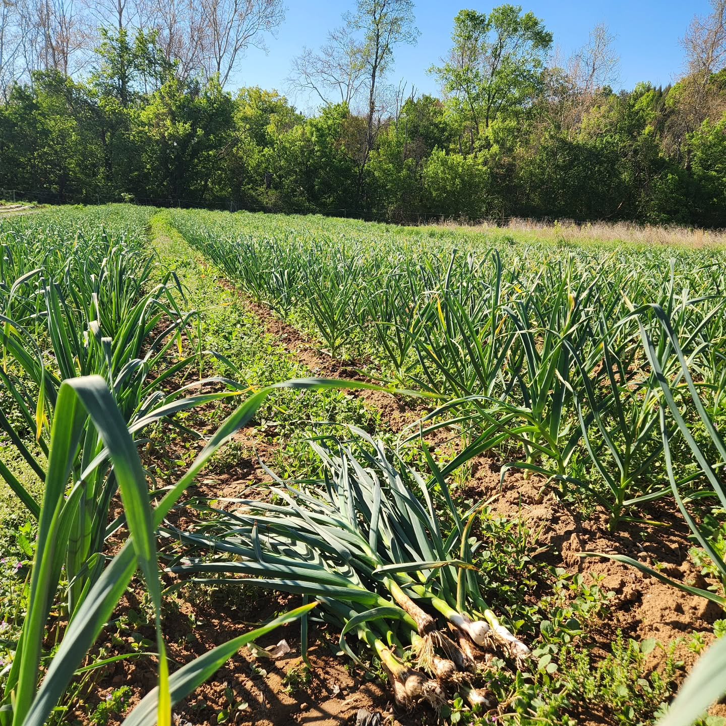 Gorgeous fresh garlic coming out of our fields this week! You can use the whole light green stalk like you would a scallion! Coming to the Pen Park Market Wednesday and also all of our weekend locations!