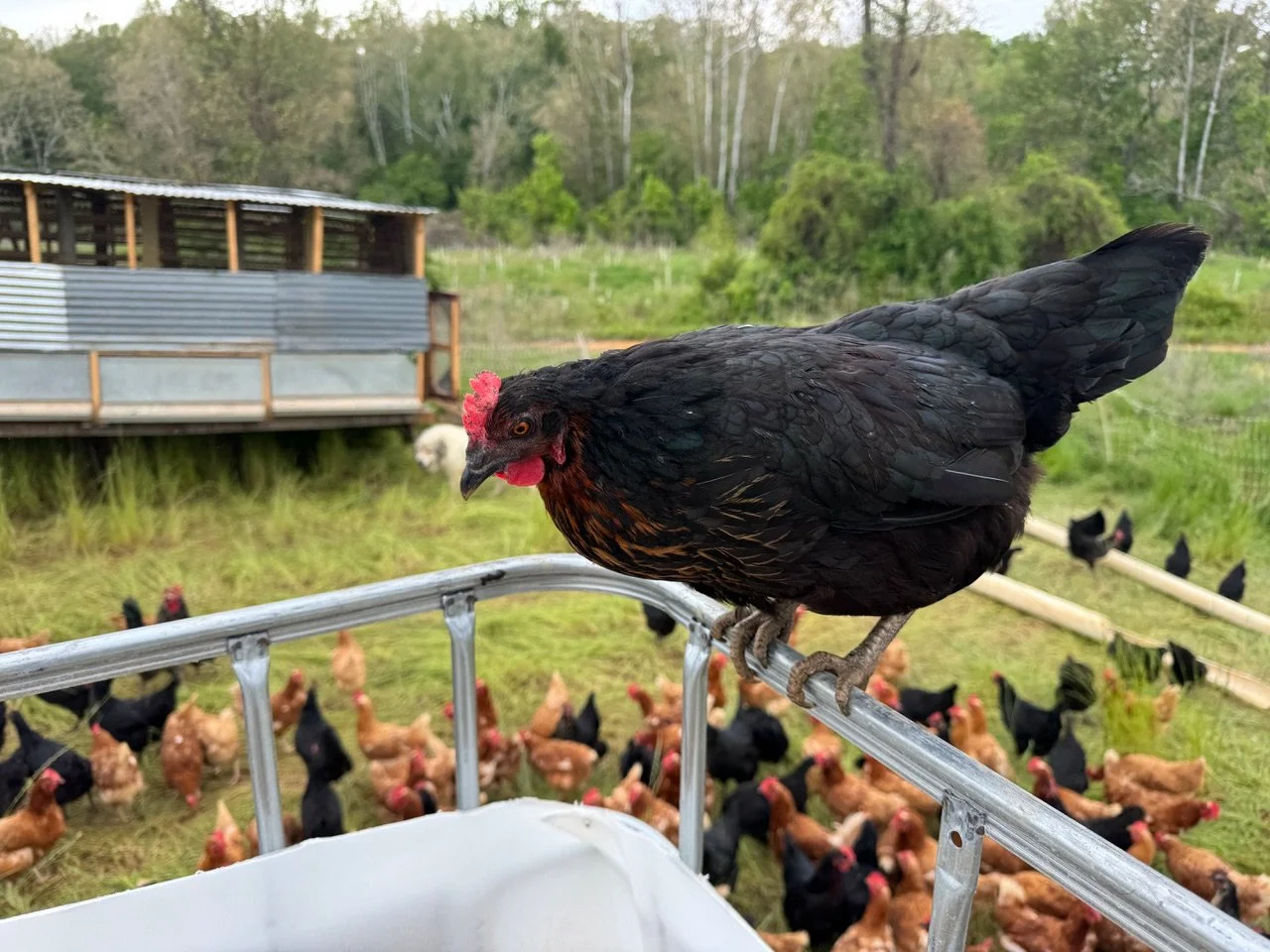 Our laying hens are out here living their best lives. Sunshine + fresh pasture every week &amp; cover crops to graze on = healthy birds and healthy fields!

Swipe for Decker doing a *very good job* + the big coop making its way down the road 🚜