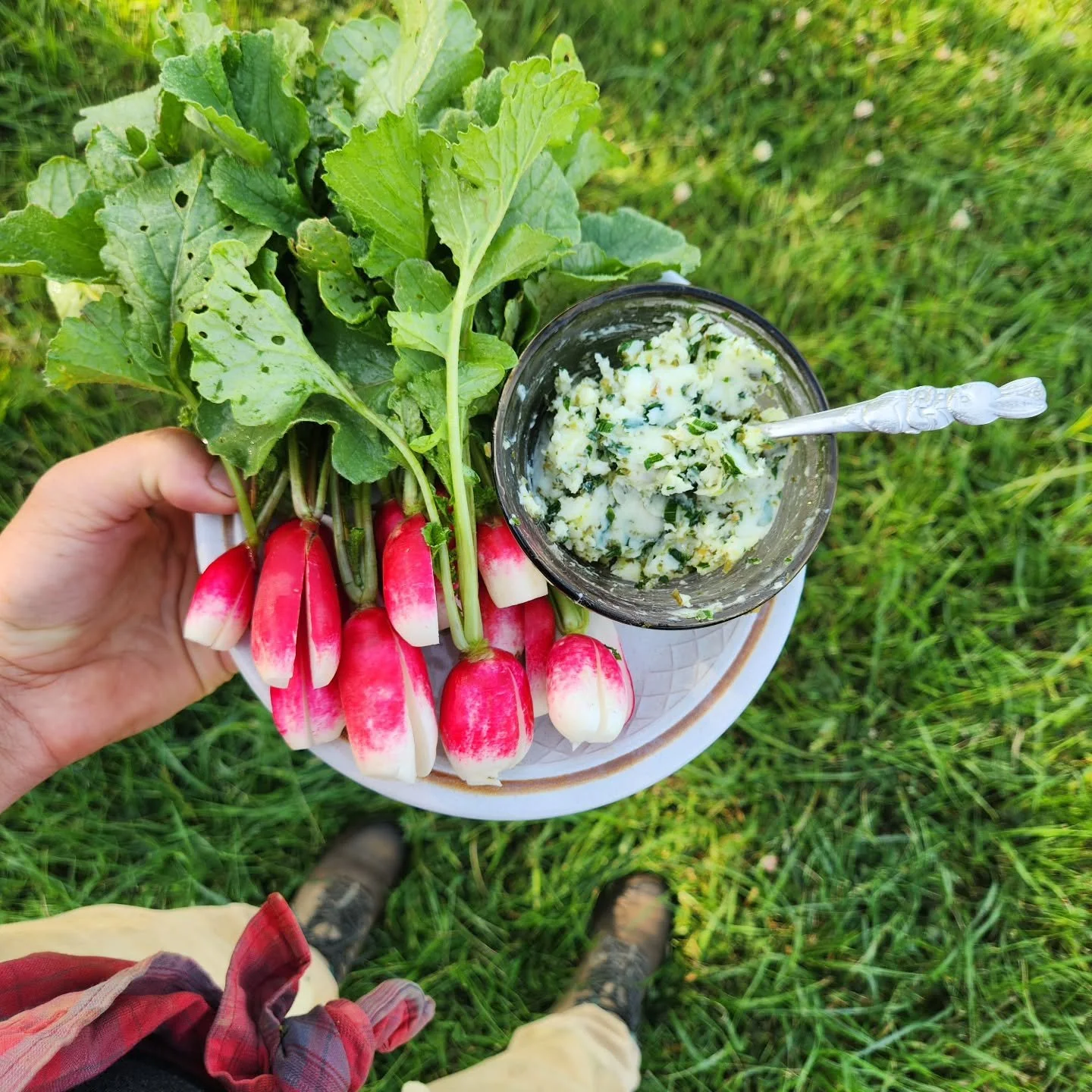 Our CSA season is here! We are thrilled to provide veggies to over 600 Cville area households so that they can have plates that look like this! Our weekly member-only newsletter included this serving suggestion for French breakfast radishes with butt