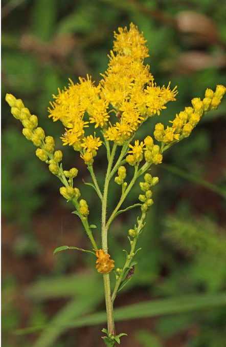 Edible, Medicinal, and Utilitarian Plant Workshop