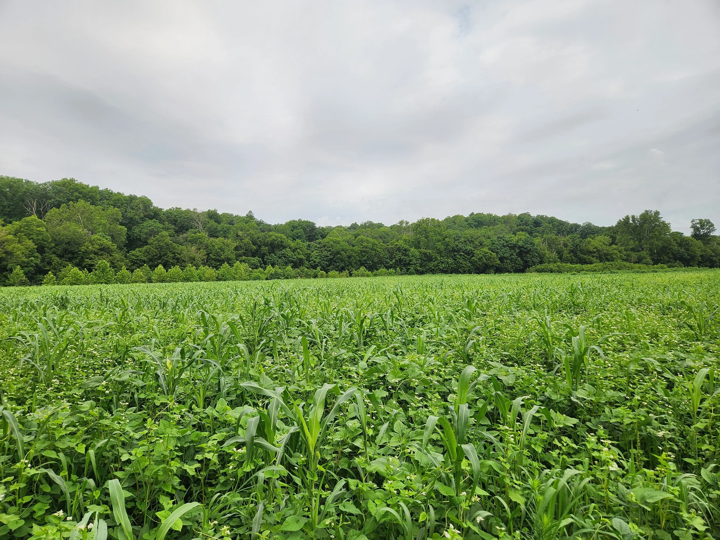 pasture before grazing july.jpg