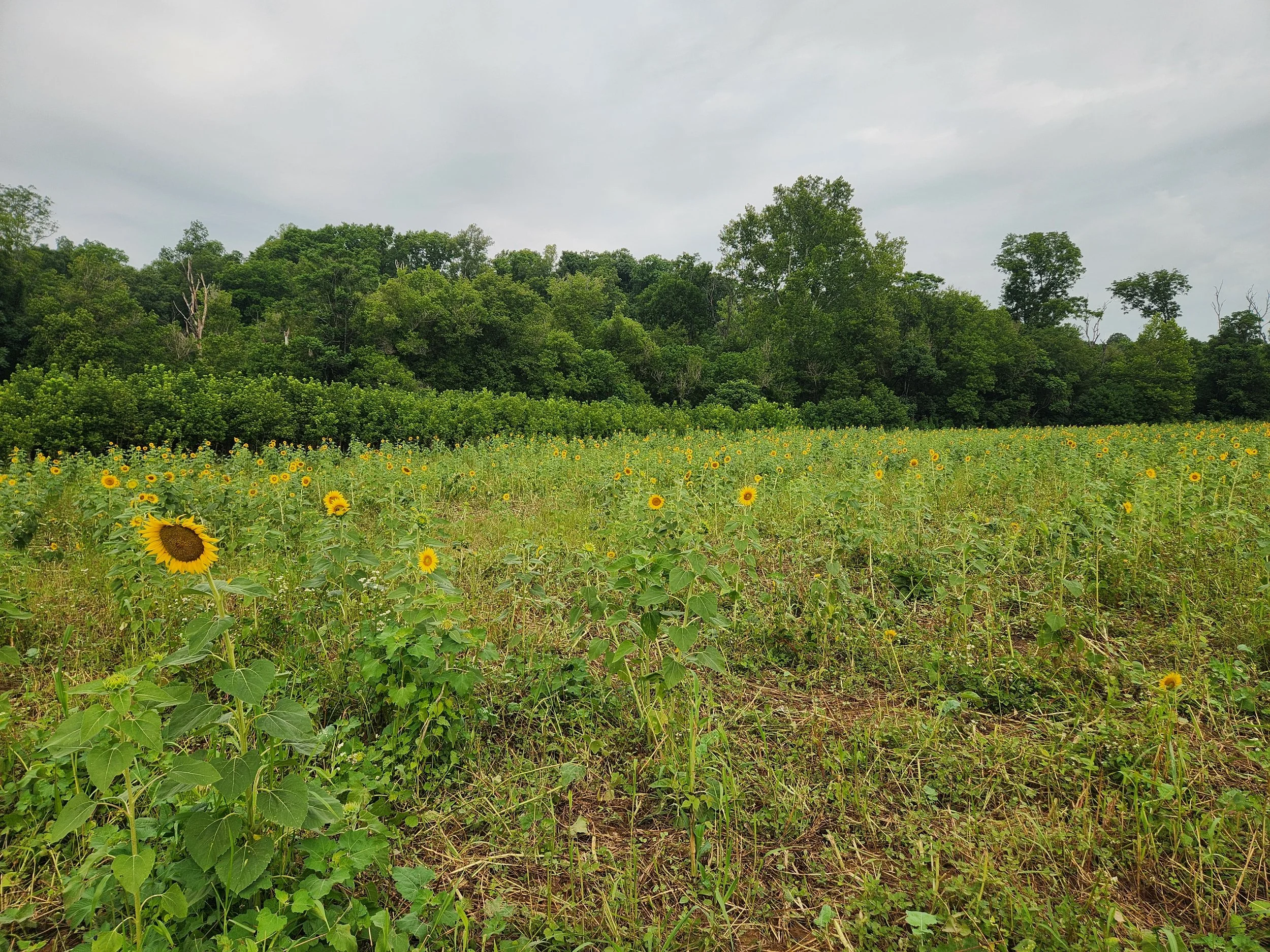 pasture after grazing july.jpg