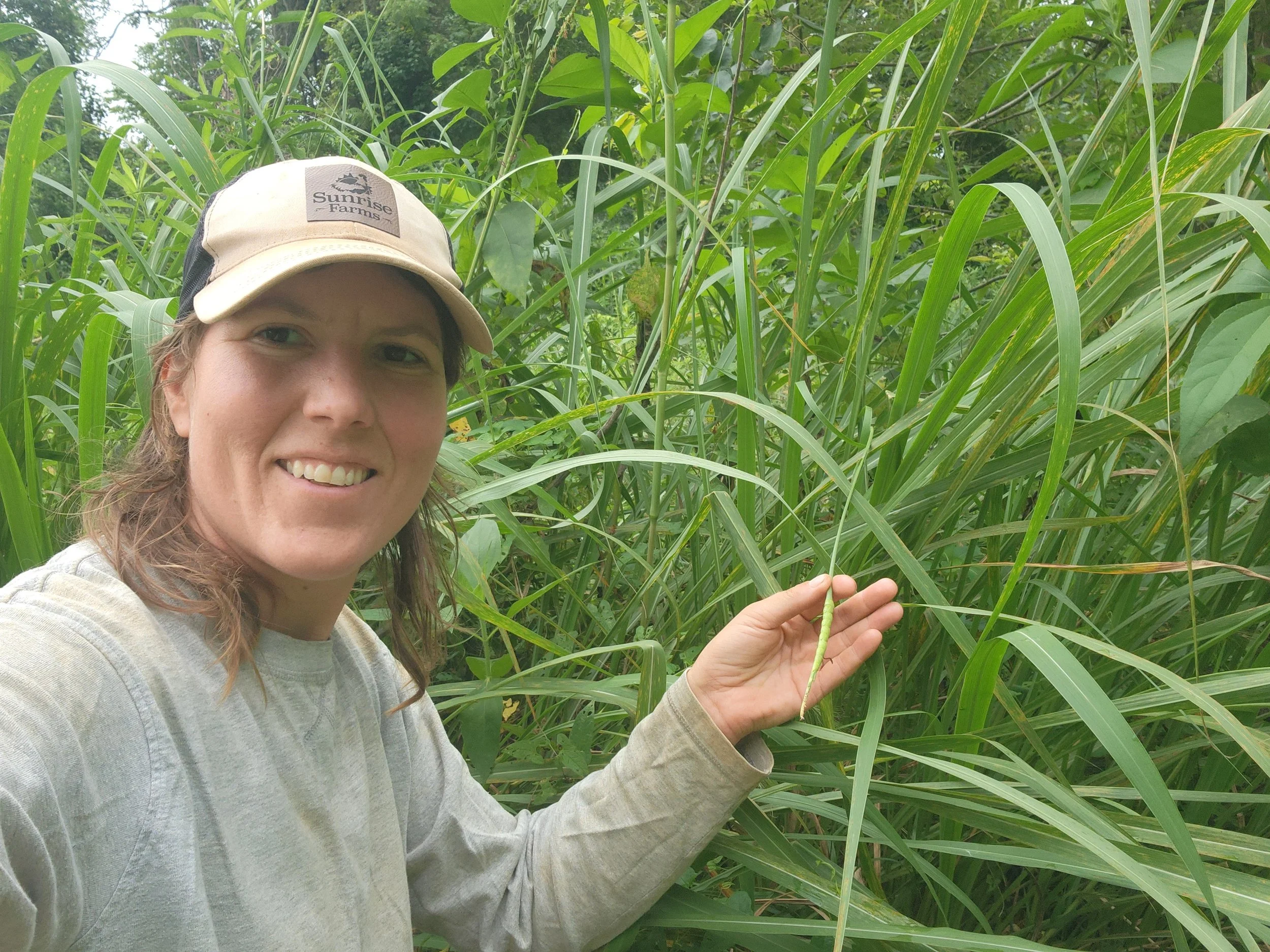 pasture grazing july gamma grass.jpg