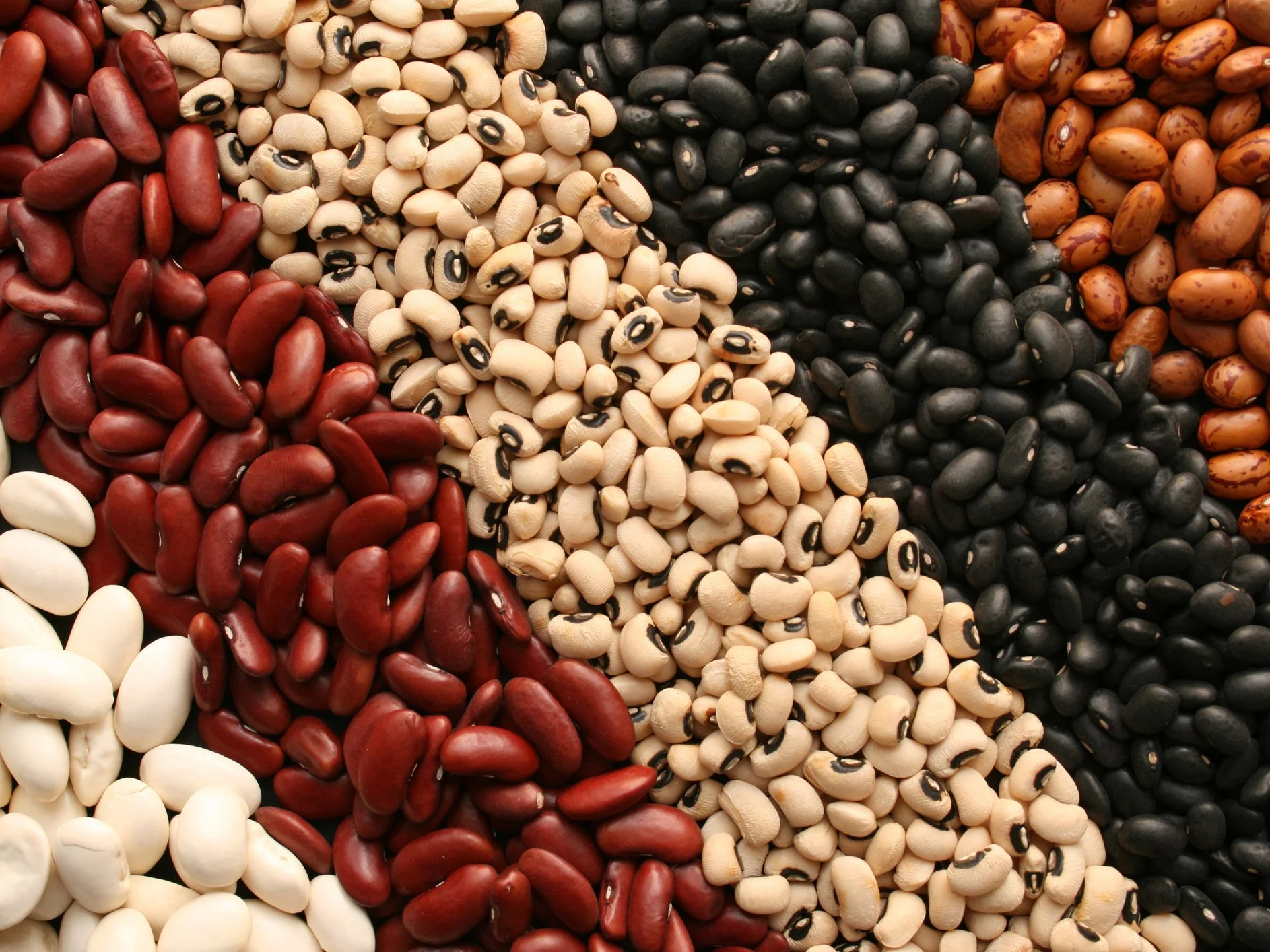 AN78-Beans_dry-732x549-Thumb.jpg