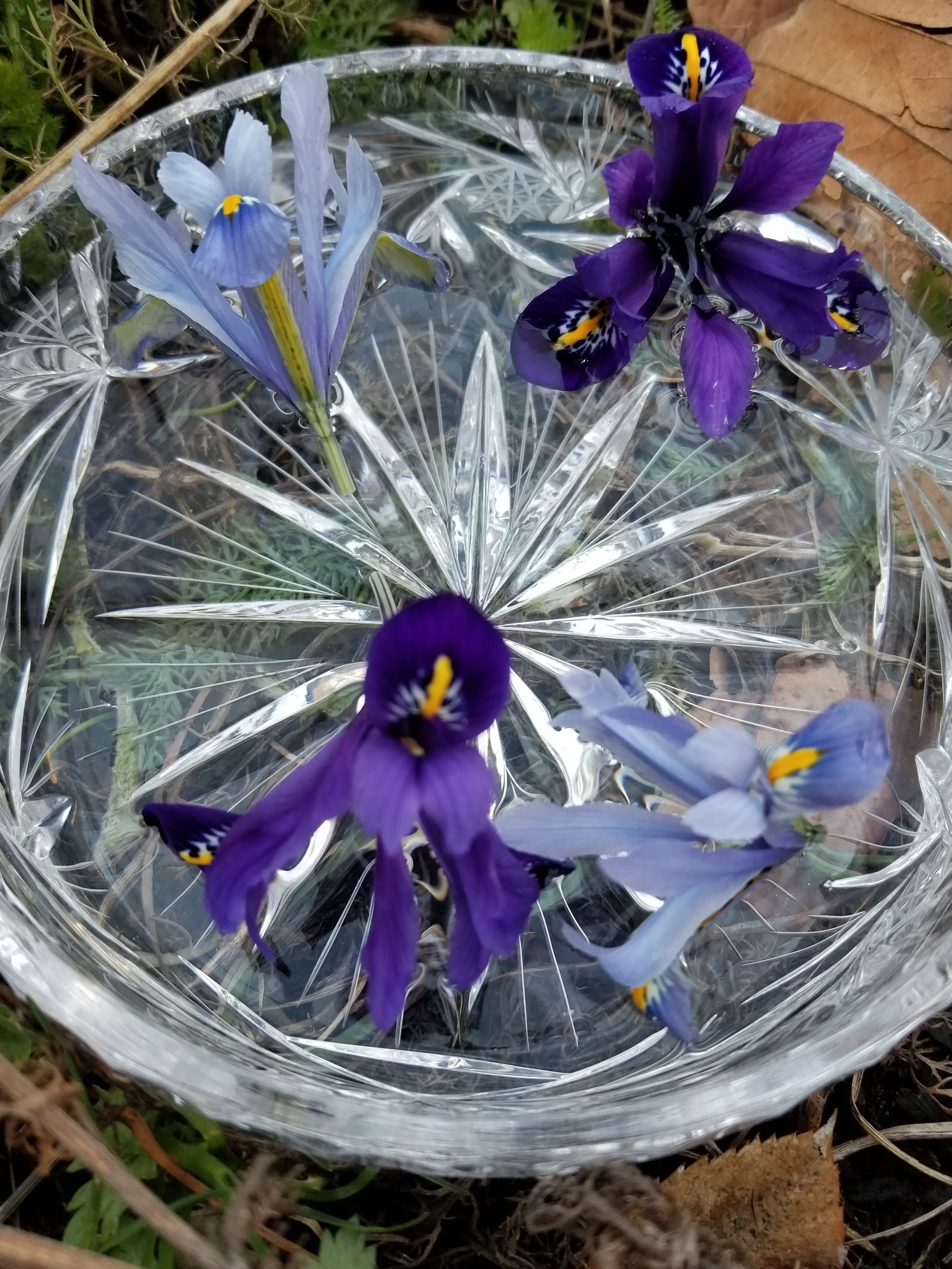 Iris Flower Essence 2oz