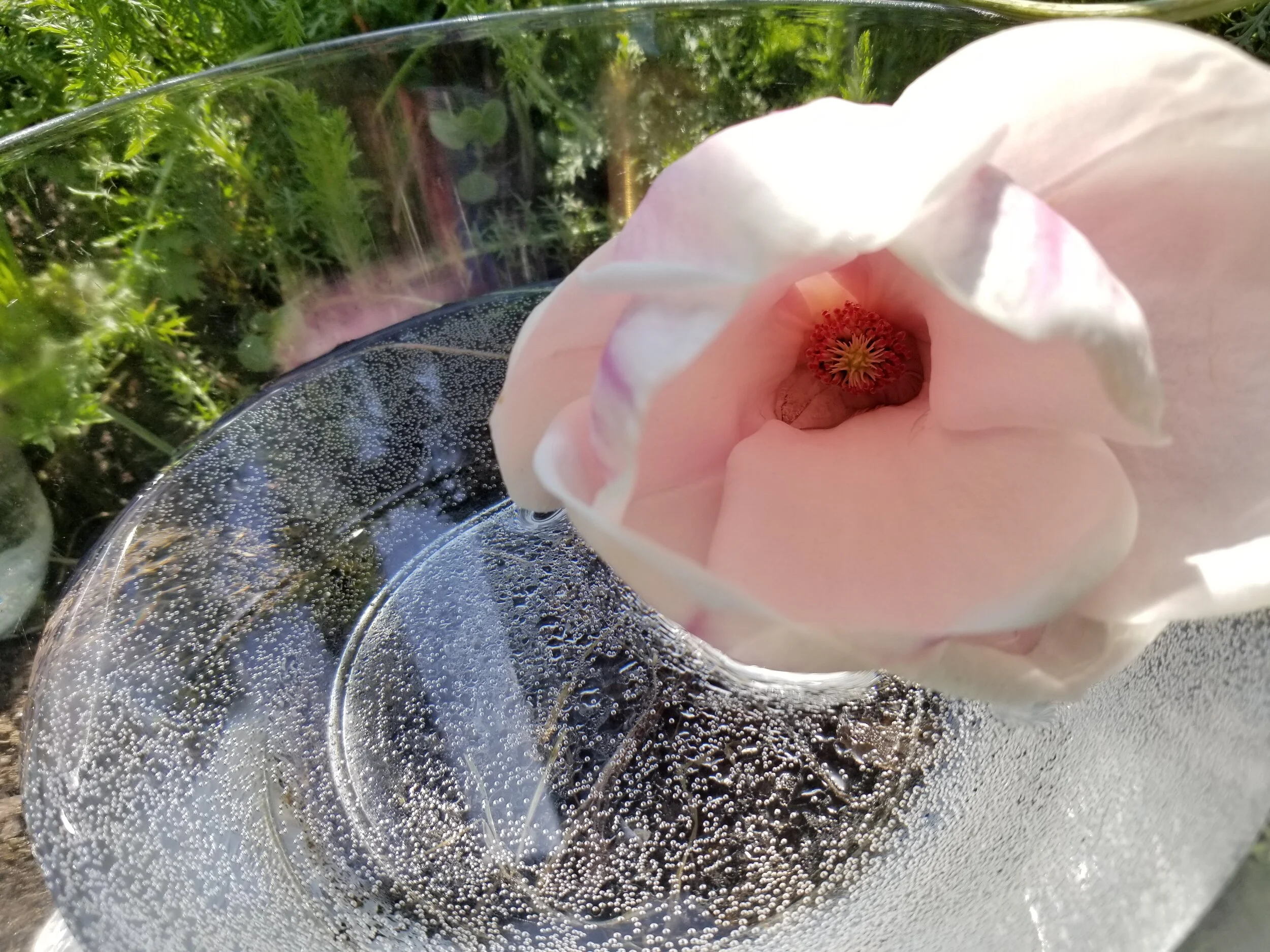 White Magnolia Flower Essence 2oz