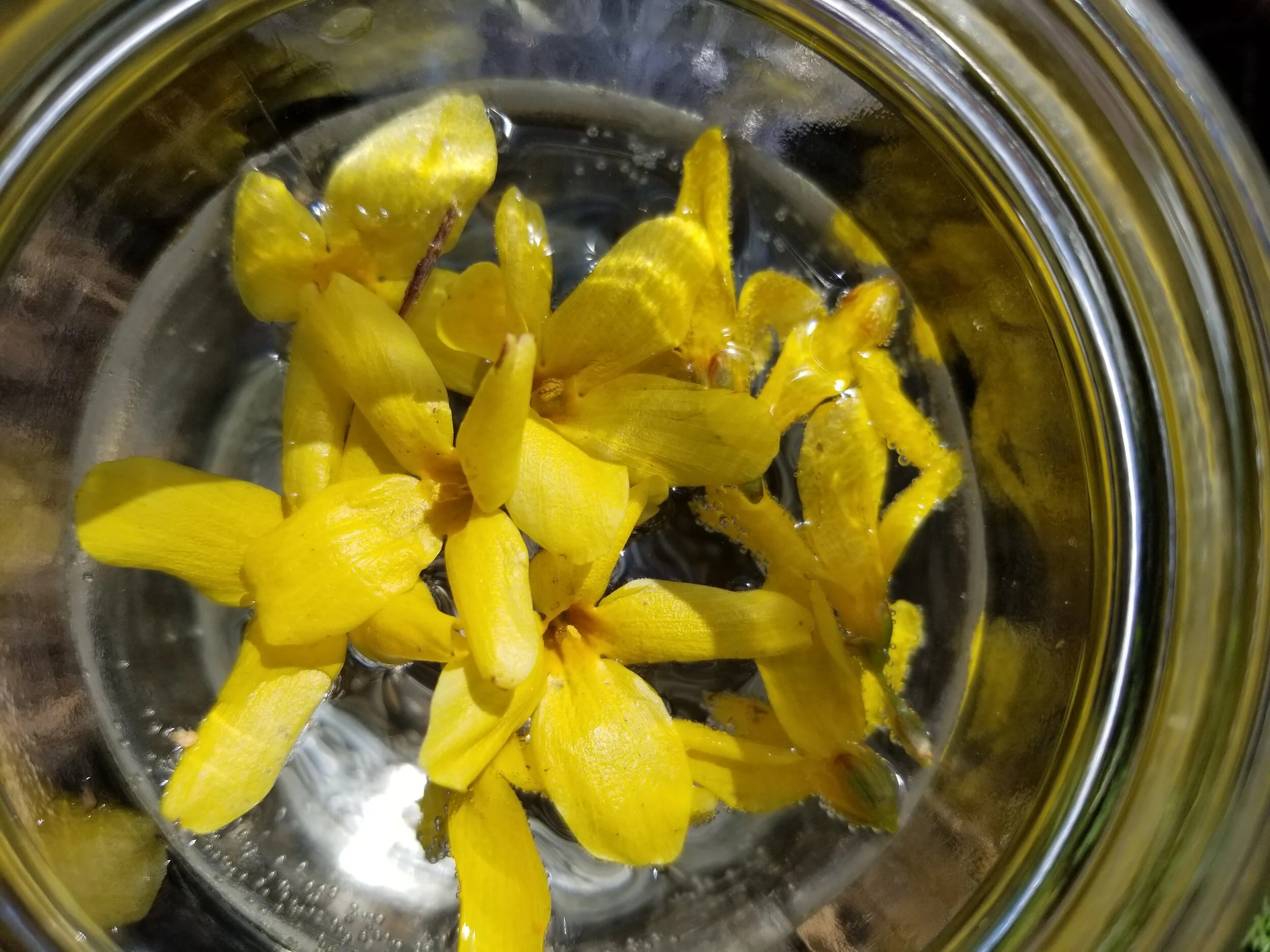 Forsythia Flower Essence 2oz