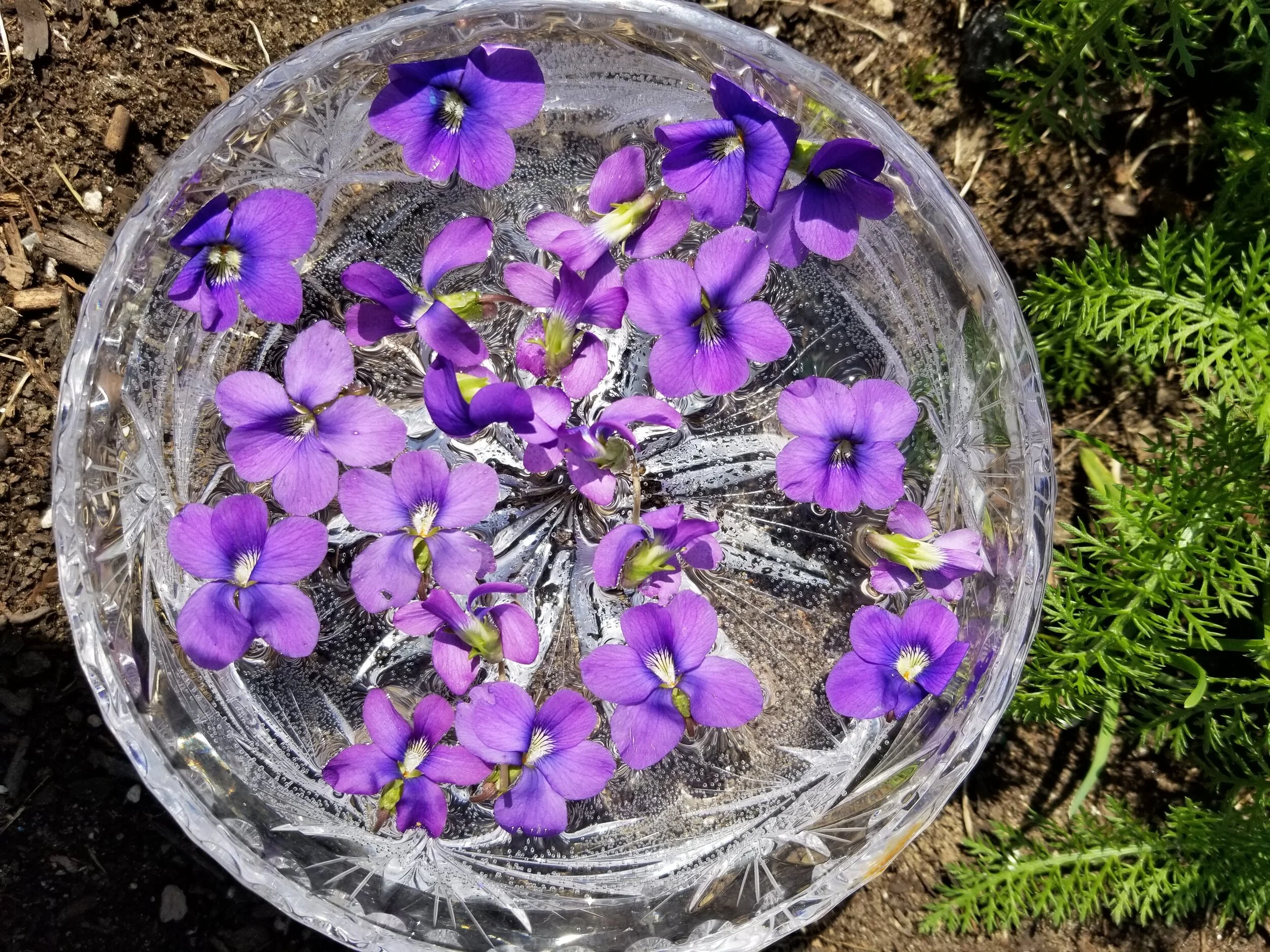 Violet Flower Essence 2oz