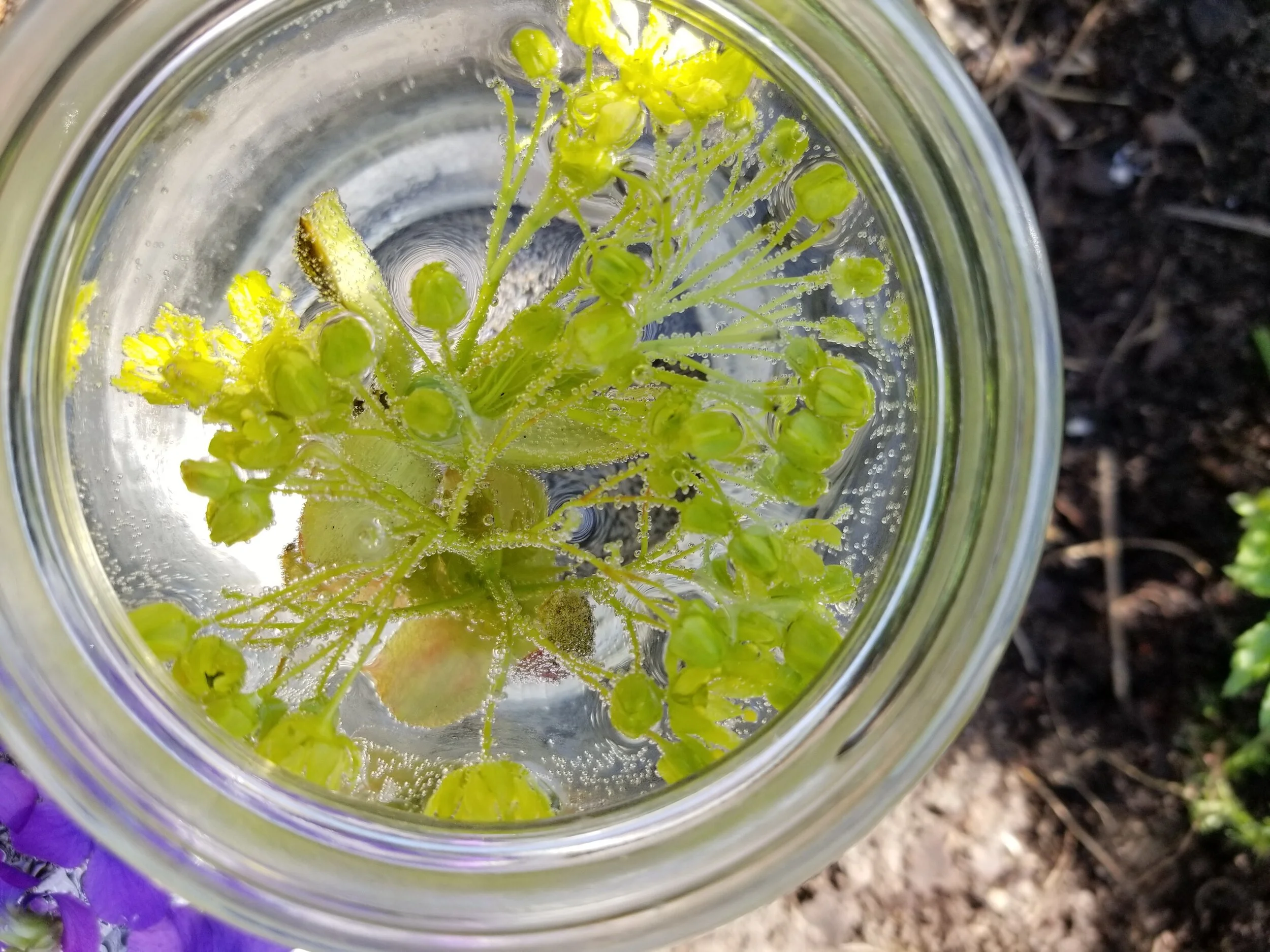 Maple Flower Essence 2oz