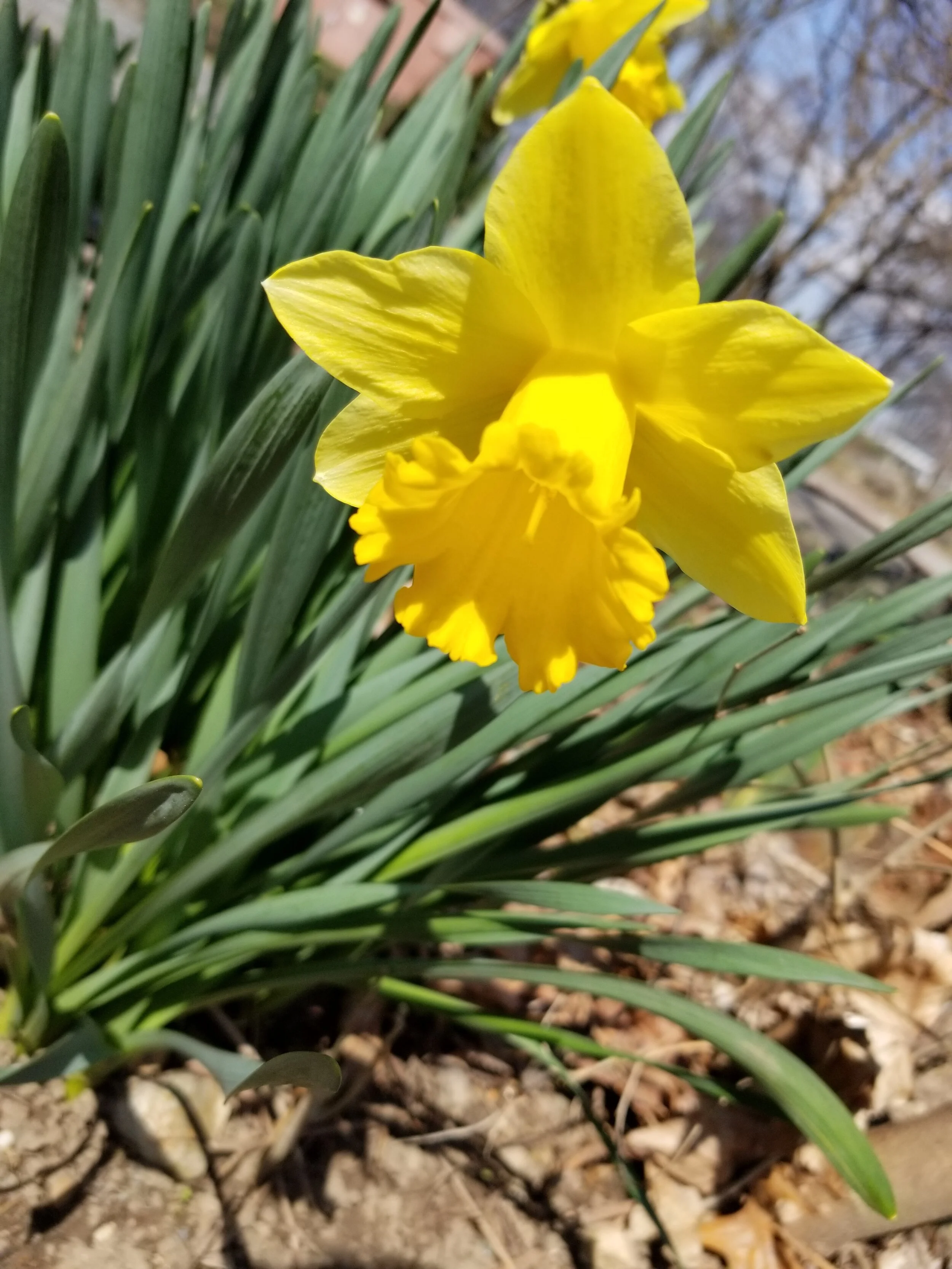 Daffodil Flower Essence 2oz