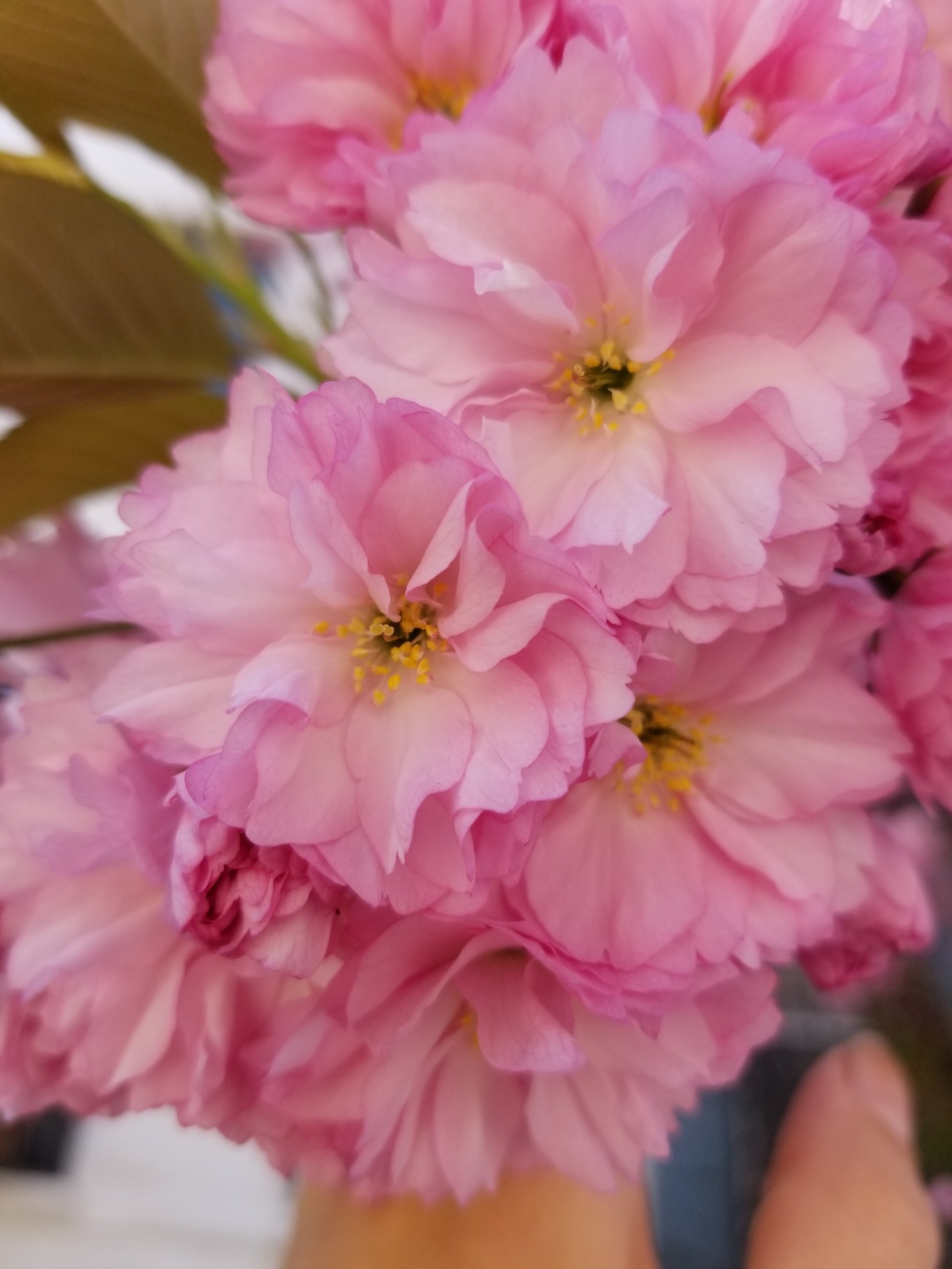 Cherry Flower Essence 2oz