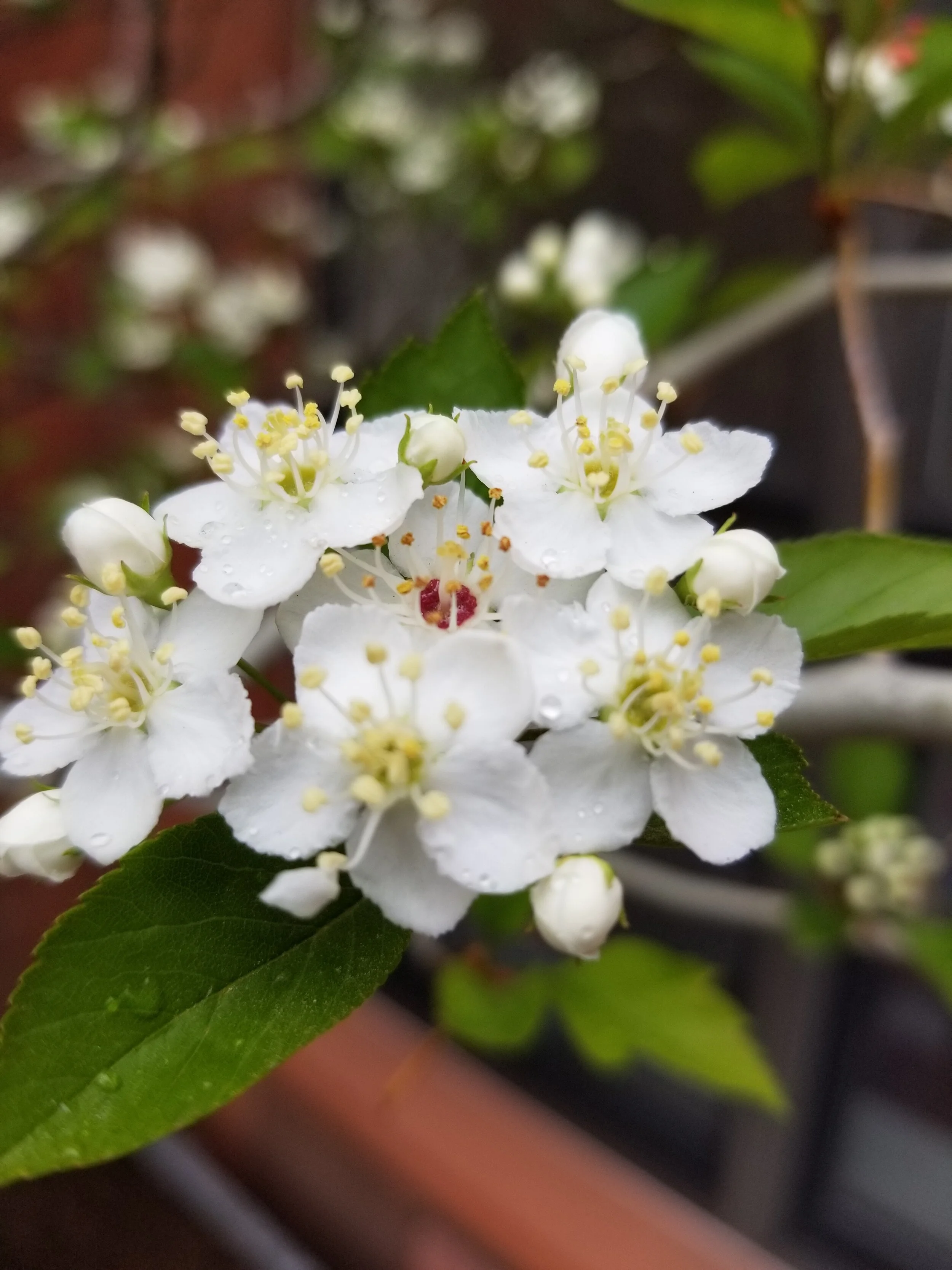 Hawthorn Flower Essence 2oz