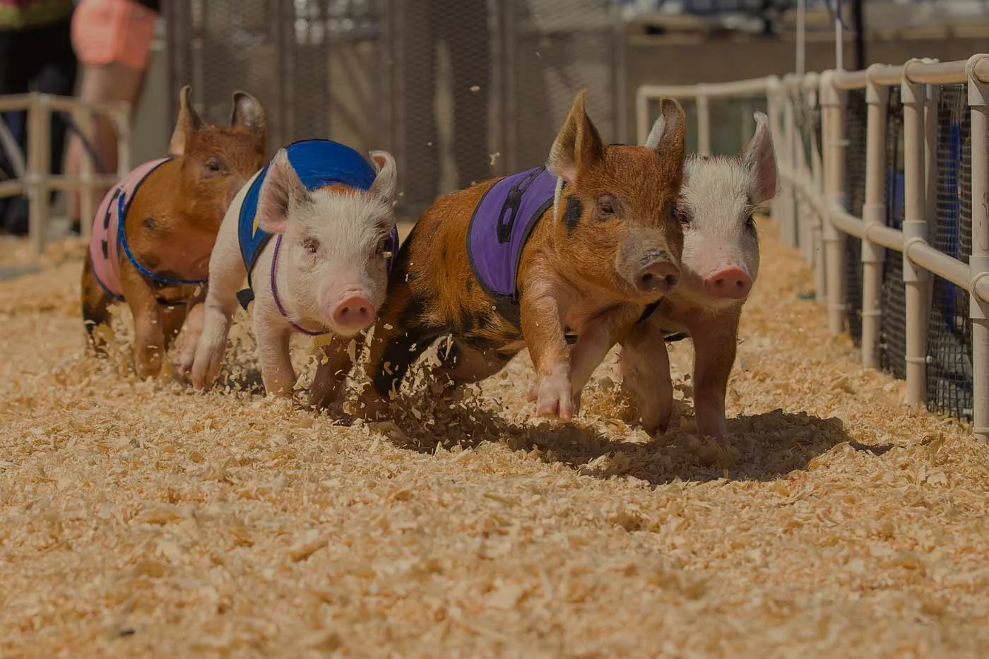 pig-racing-at-the-craft-beer-festival-near-silverstone-002.jpg
