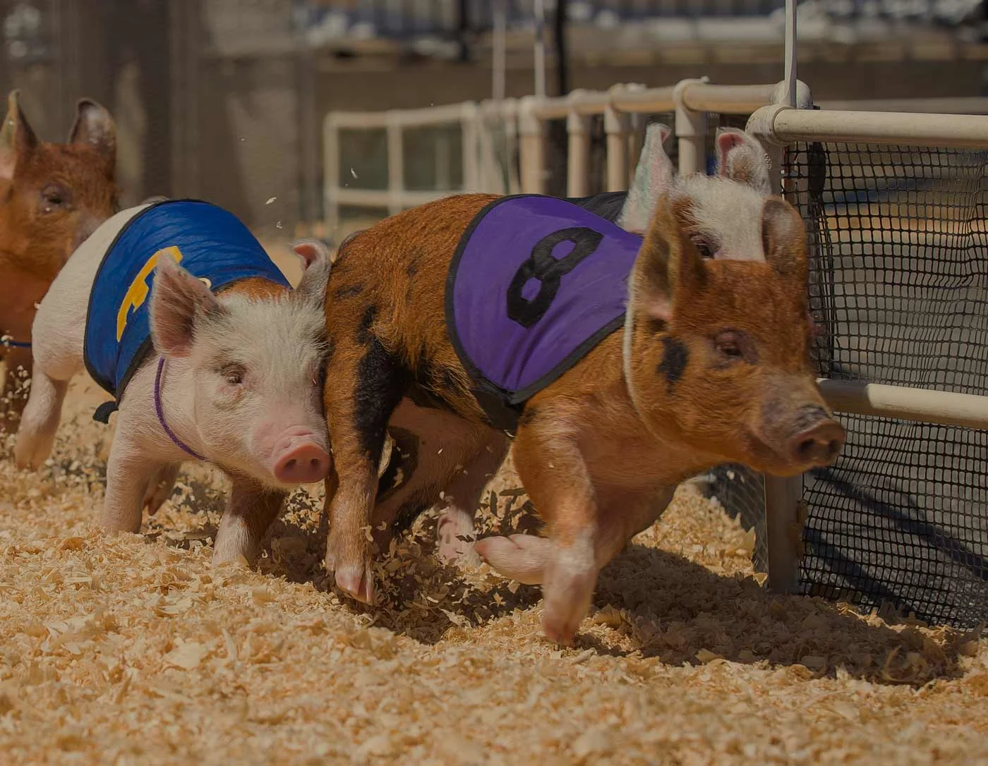 pig-racing-at-the-craft-beer-festival-near-silverstone-001.jpg