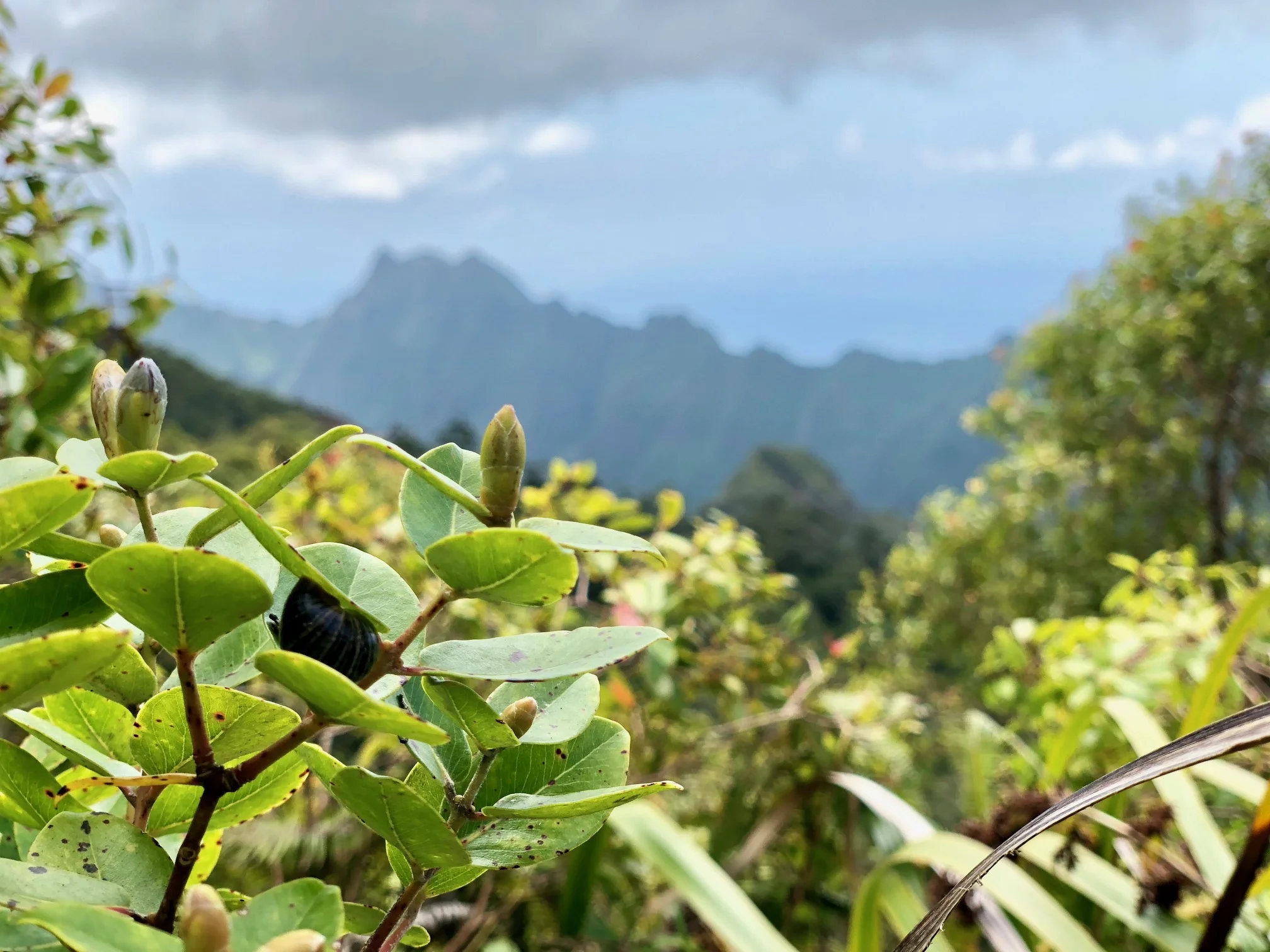 Endangered Tree Snail, Oahu