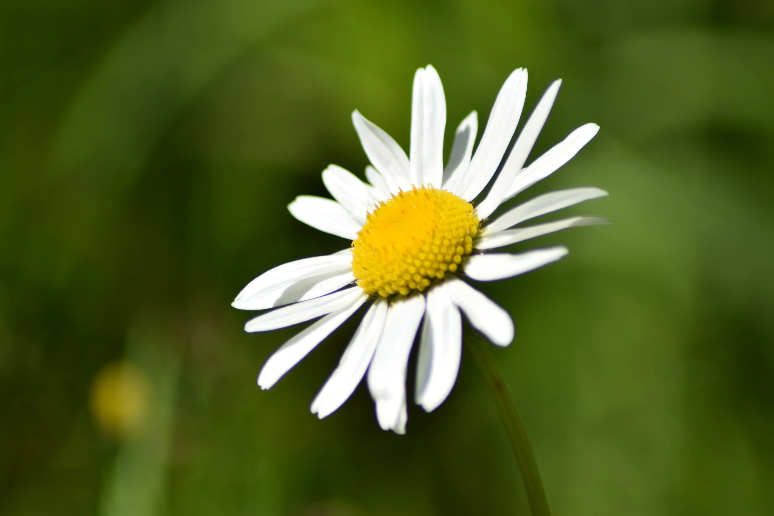 New project 'Project The Peace' has launched!