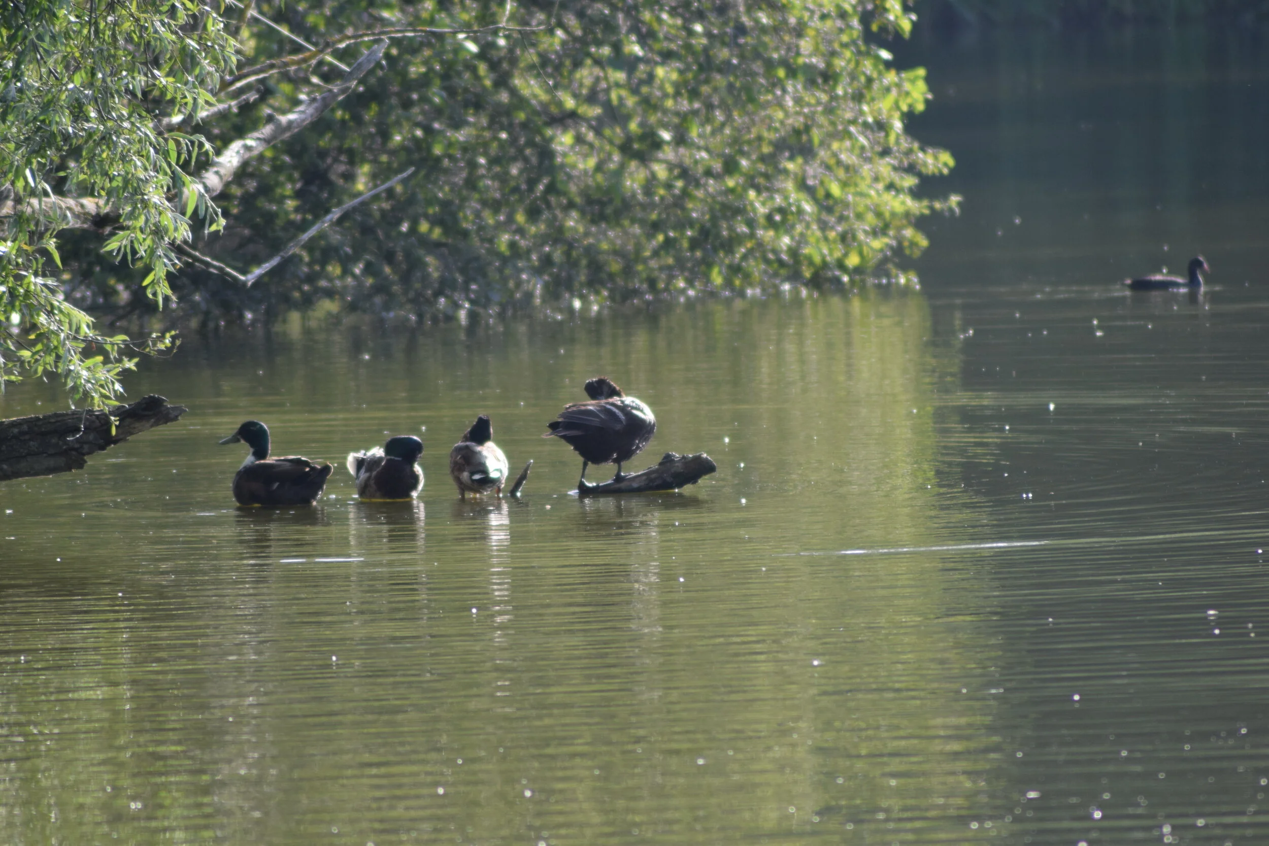 The Visible Thoughts Advent Calendar, Day 4