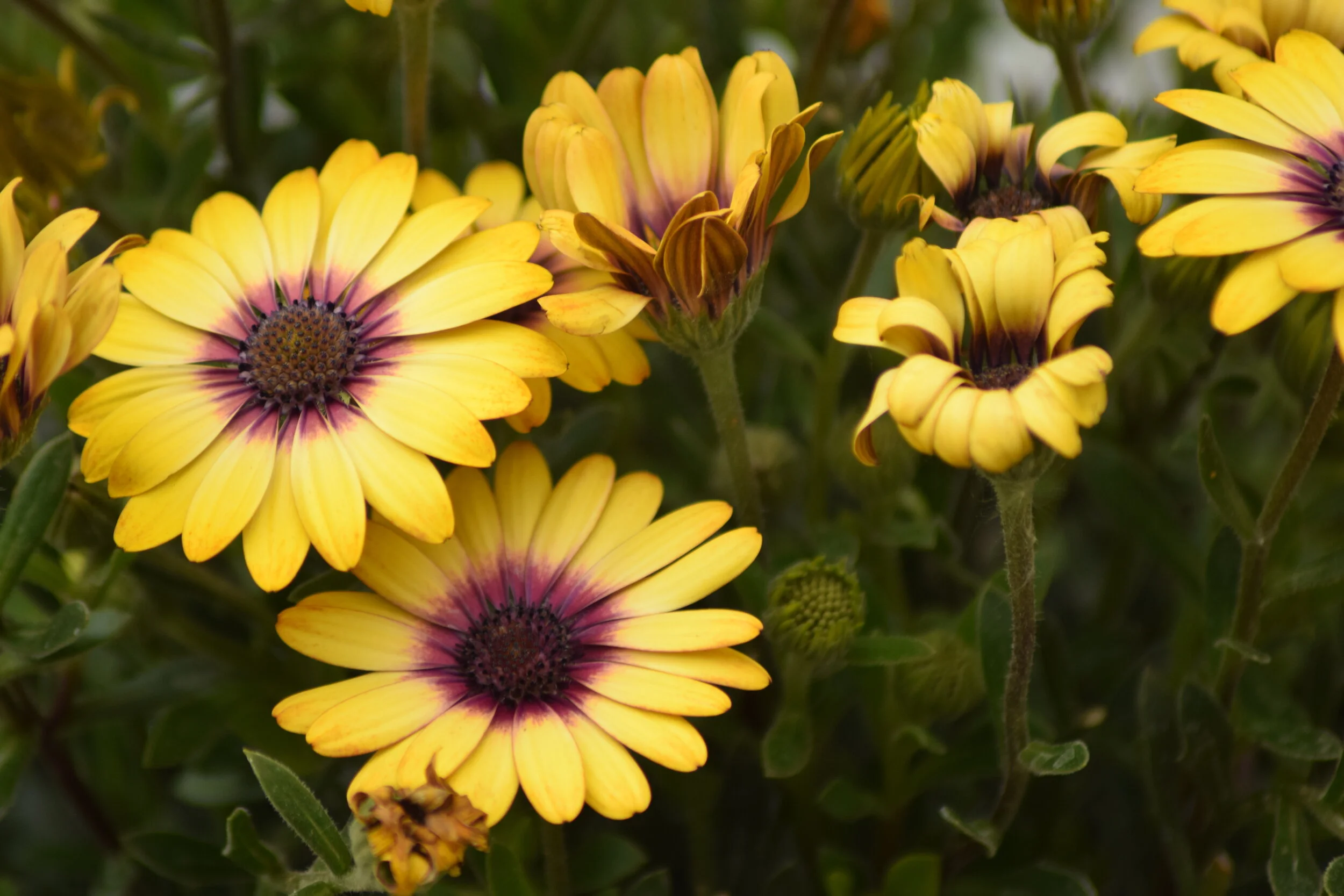 The Visible Thoughts Advent Calendar, Day 6