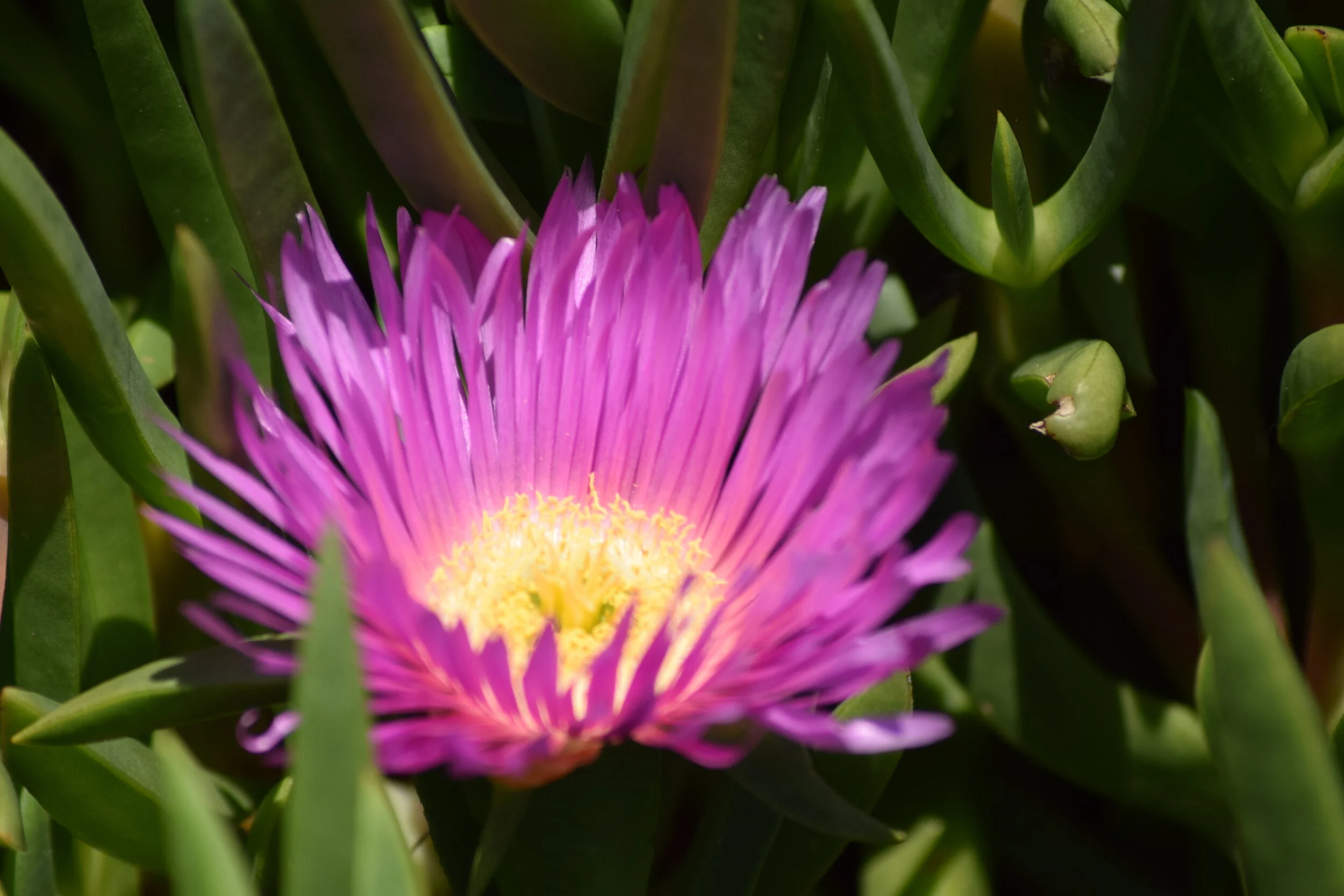 The Visible Thoughts Advent Calendar, Day 16