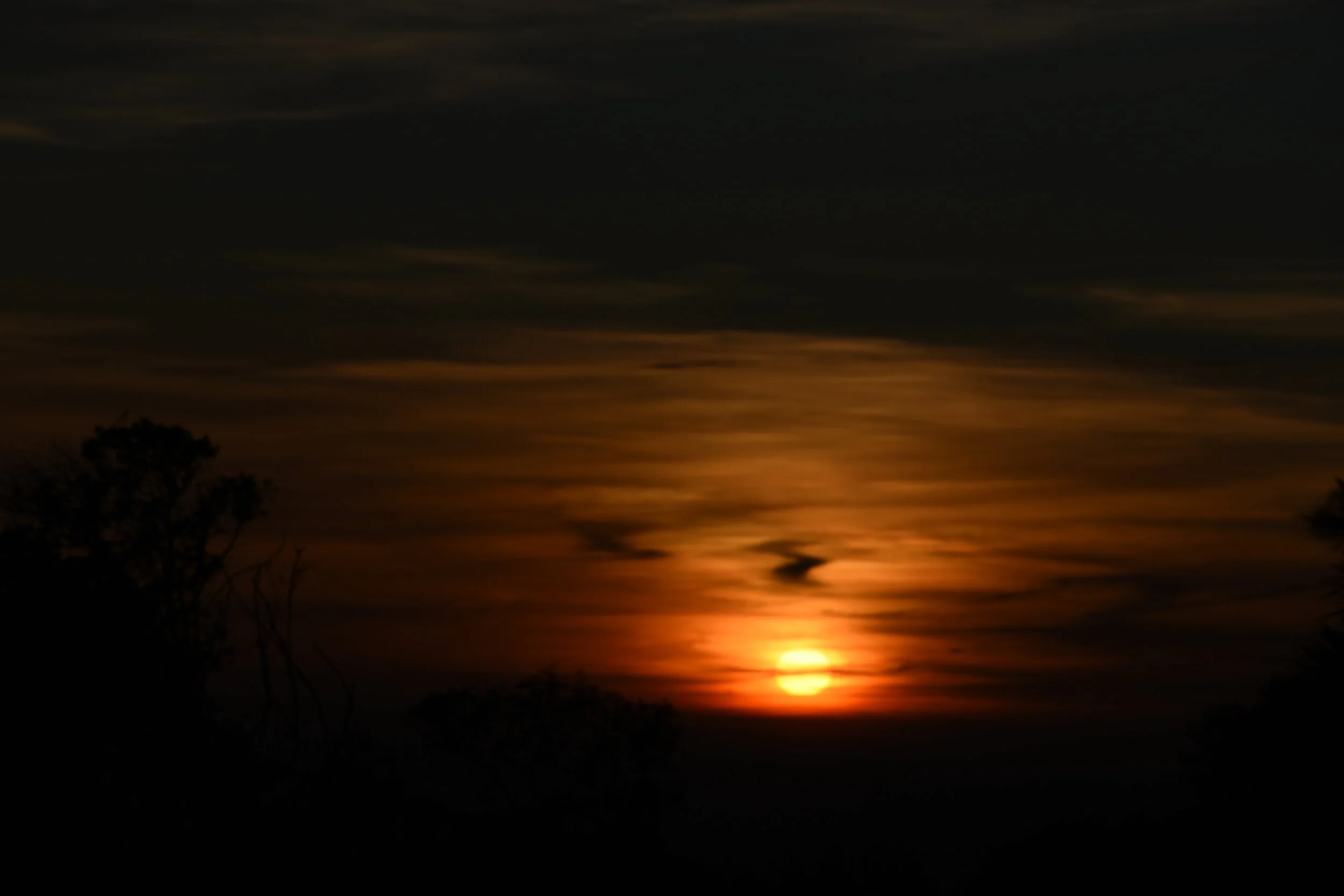 Champion of the Night