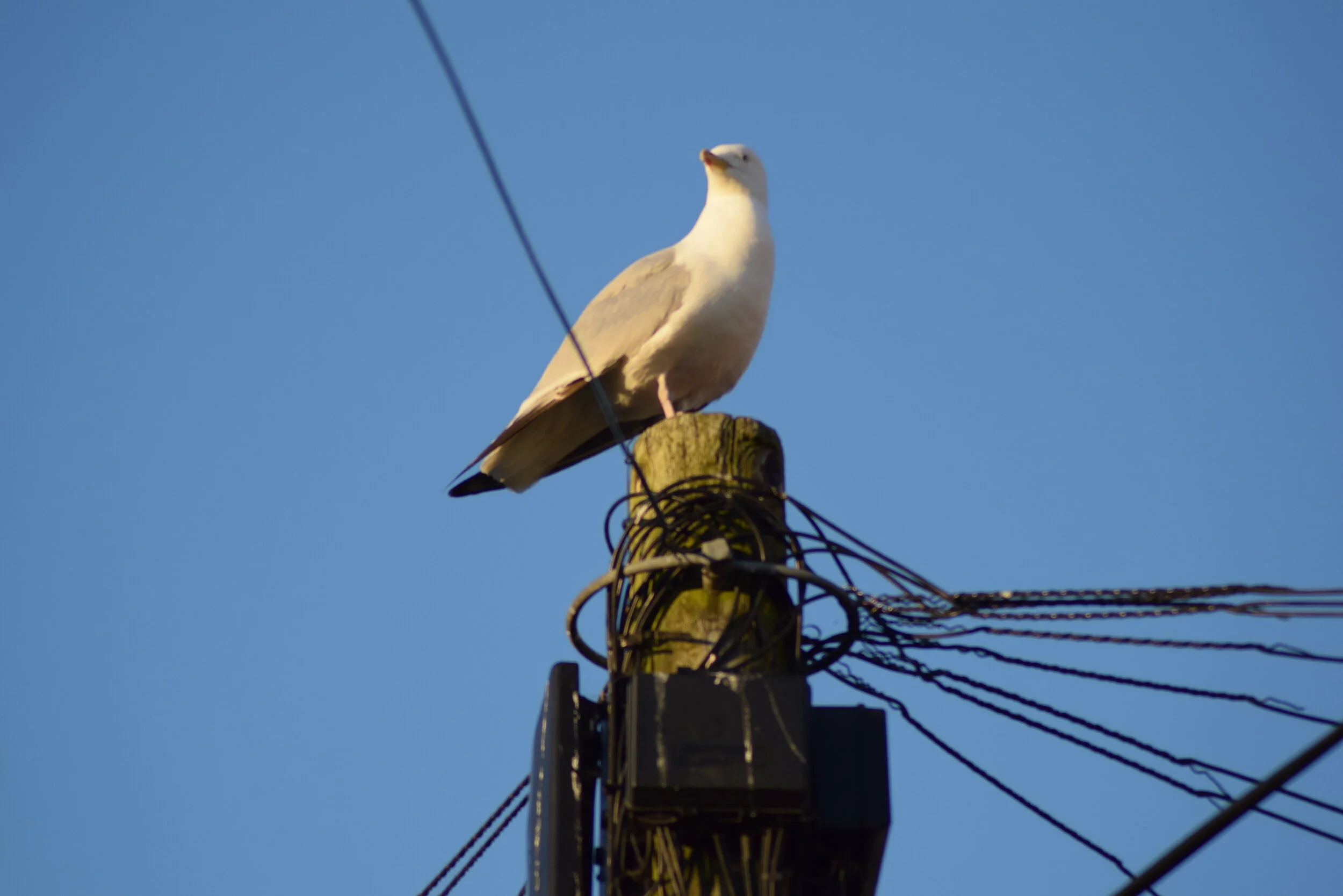 Poets Corner Folkestone Poetry Forum