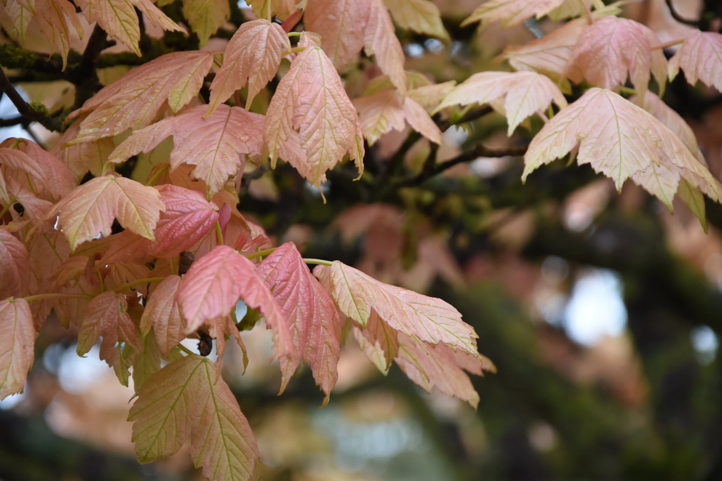 What does it mean to be a thing?