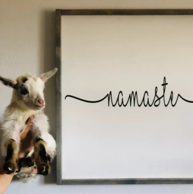 Yogi Goats at Noble Wellness Studio