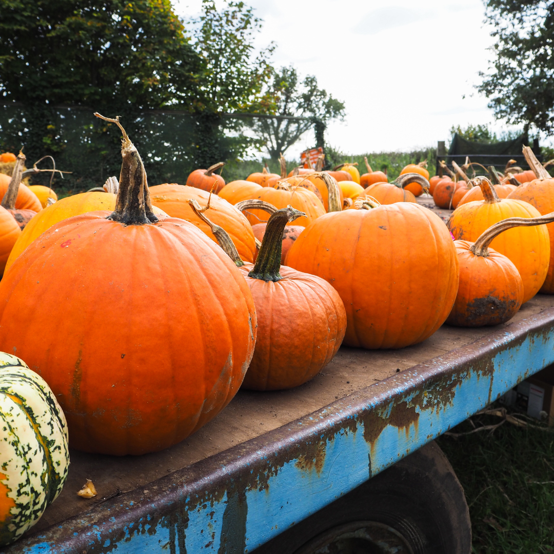 Pumpkin Patches