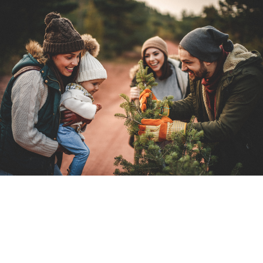 Christmas Tree Farms