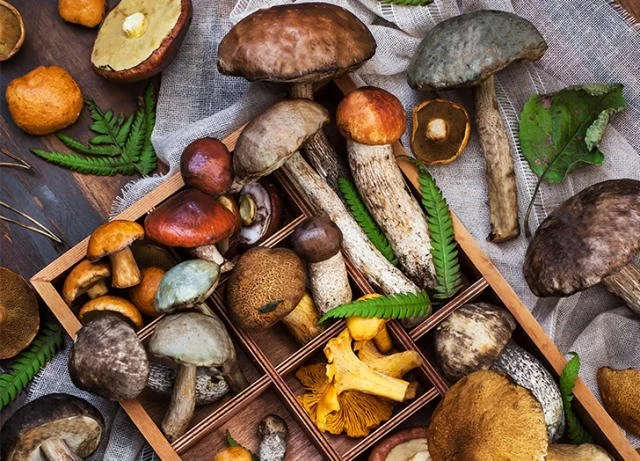 Microdosing and ADHD