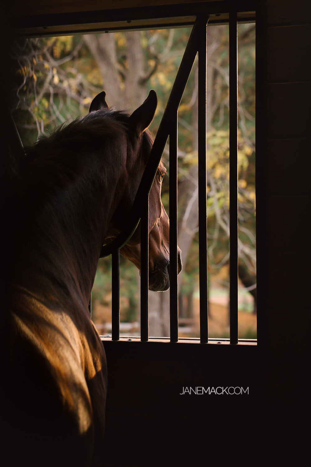 equine photographer.jpg