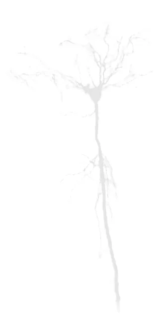 Neuron 2.jpg